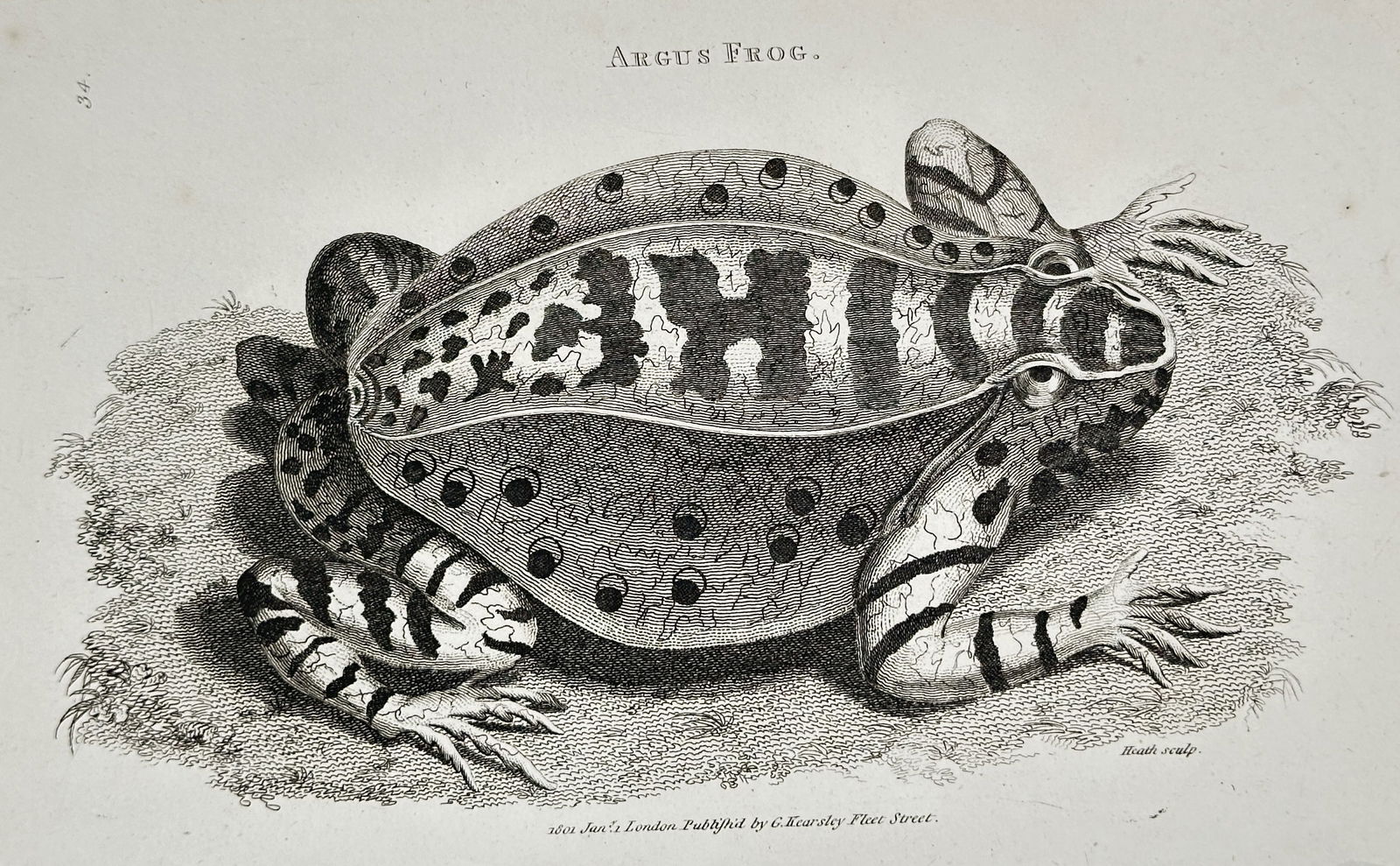 George Shaw (1751–1813) – Argus Frog – Engraving (1801) (1 of 2)