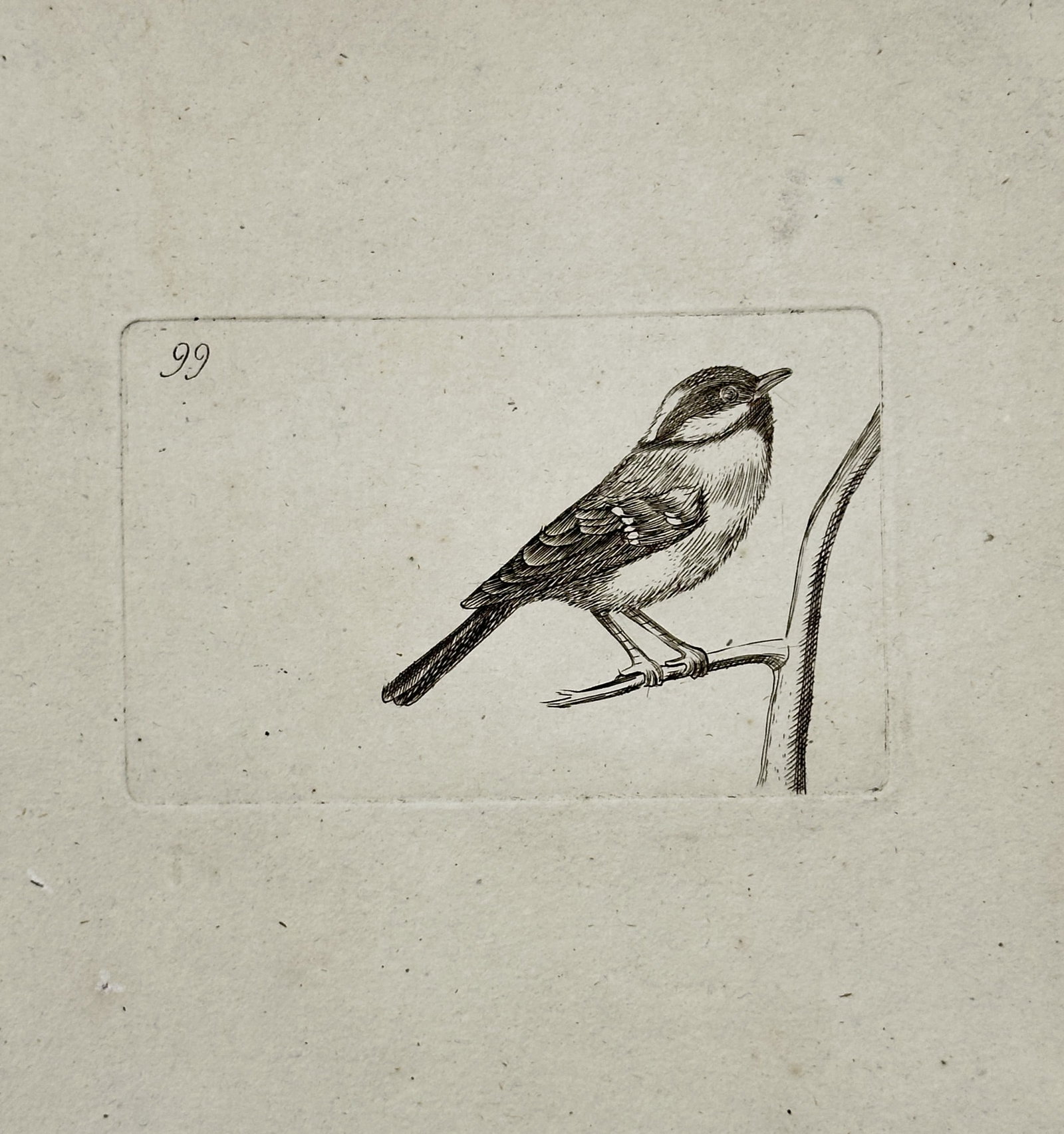 Unknown Artist – Study of a Songbird – Etching (Late 18th Century) (1 of 2)