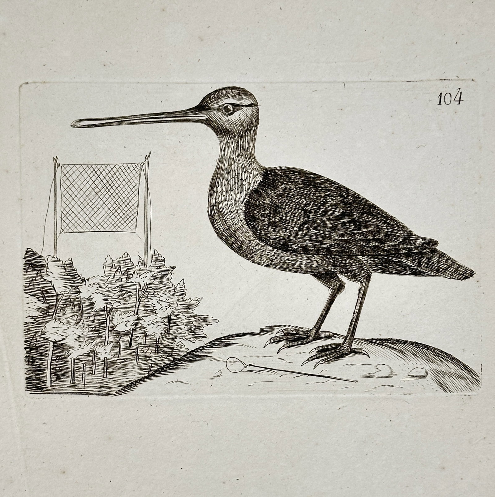 Unknown Artist – Study of a Wading Bird with Netting – Etching (Late 18th Century) (1 of 2)