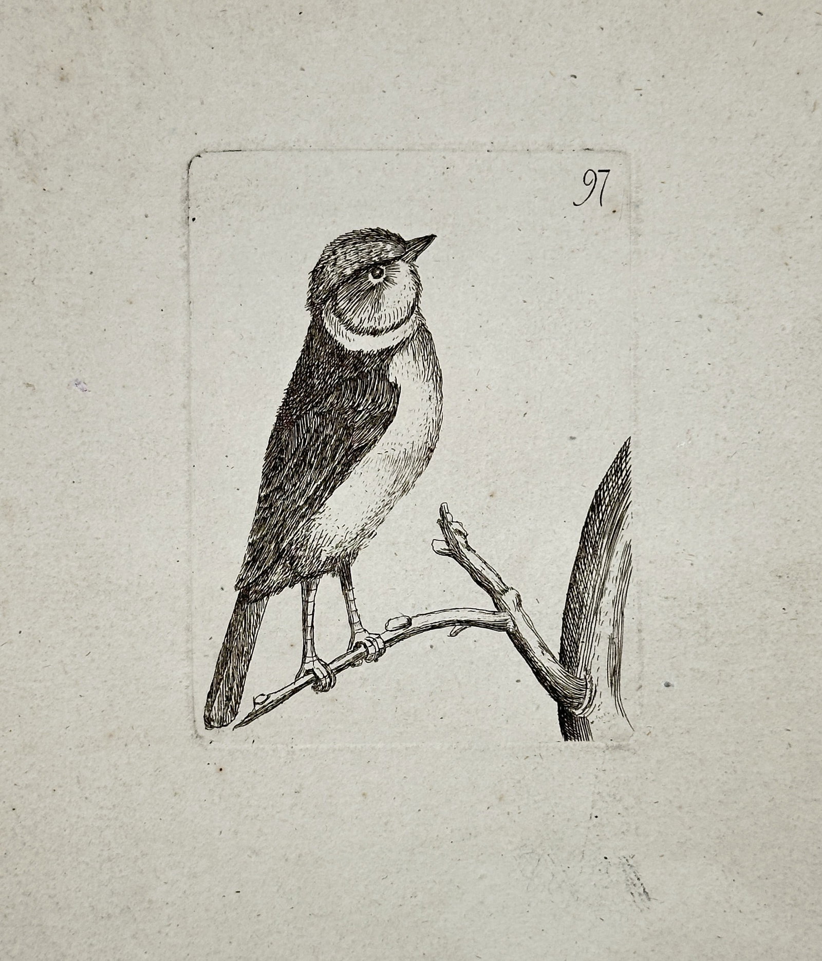 Unknown Artist – Study of a Songbird Looking Upward – Etching (Late 18th Century) (1 of 2)