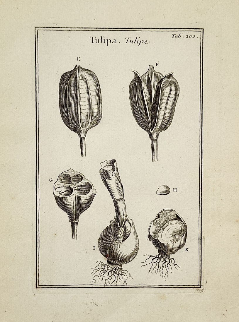 Joseph Pitton de Tournefort (1656–1708) – Tulipa (Tulip Root and Fruit) – Engraving (1719): This botanical engraving, titled "Tulipa. Tulipe," concludes the morphological study of the tulip, focusing on the plant's reproductive and root systems. The plate illustrates the large, layered bulb 