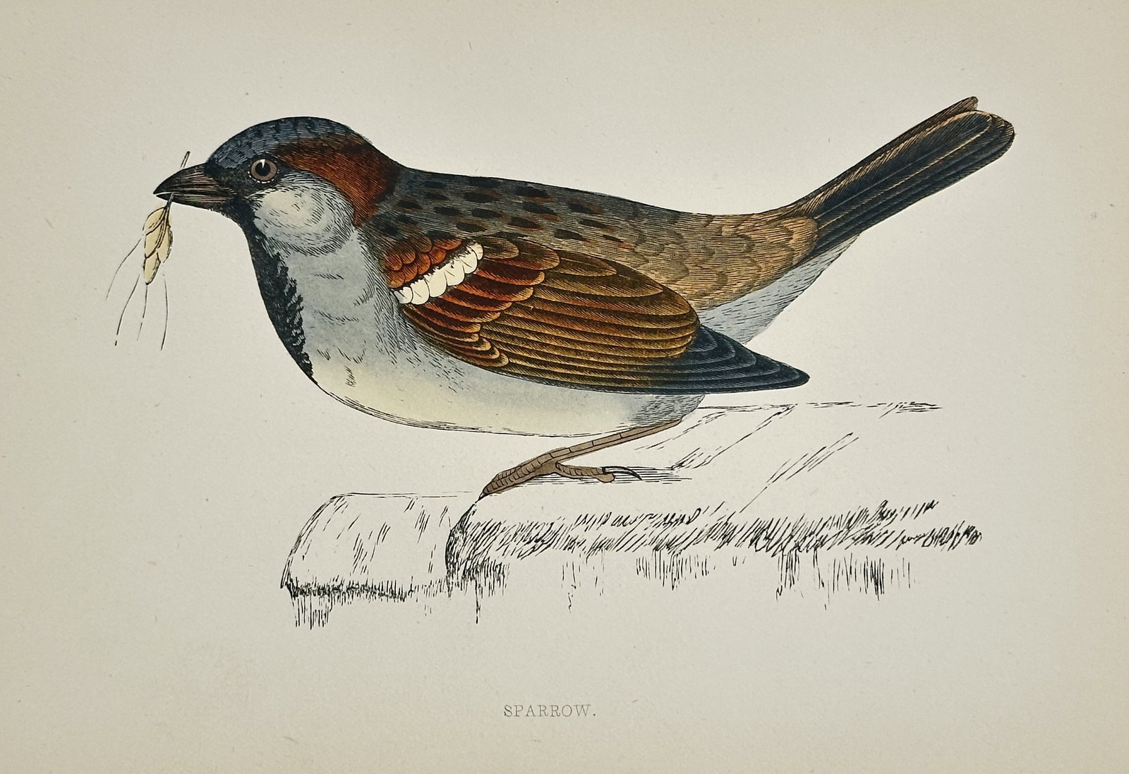Francis Orpen Morris (1810–1893) – Sparrow – Wood engraving (1851): This wood engraving depicts a House Sparrow perched on a wall, capturing the bird with a small piece of straw in its beak to highlight its nesting habits. The print originates from A History of Britis