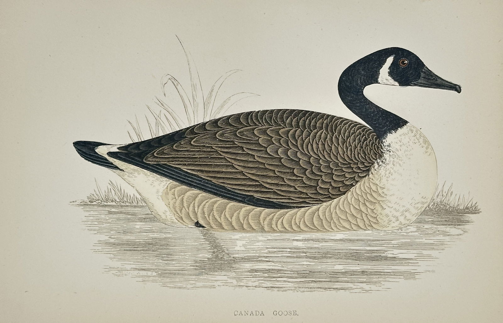 Francis Orpen Morris (1810–1893) – Canada Goose – Wood engraving (1851) (1 of 2)