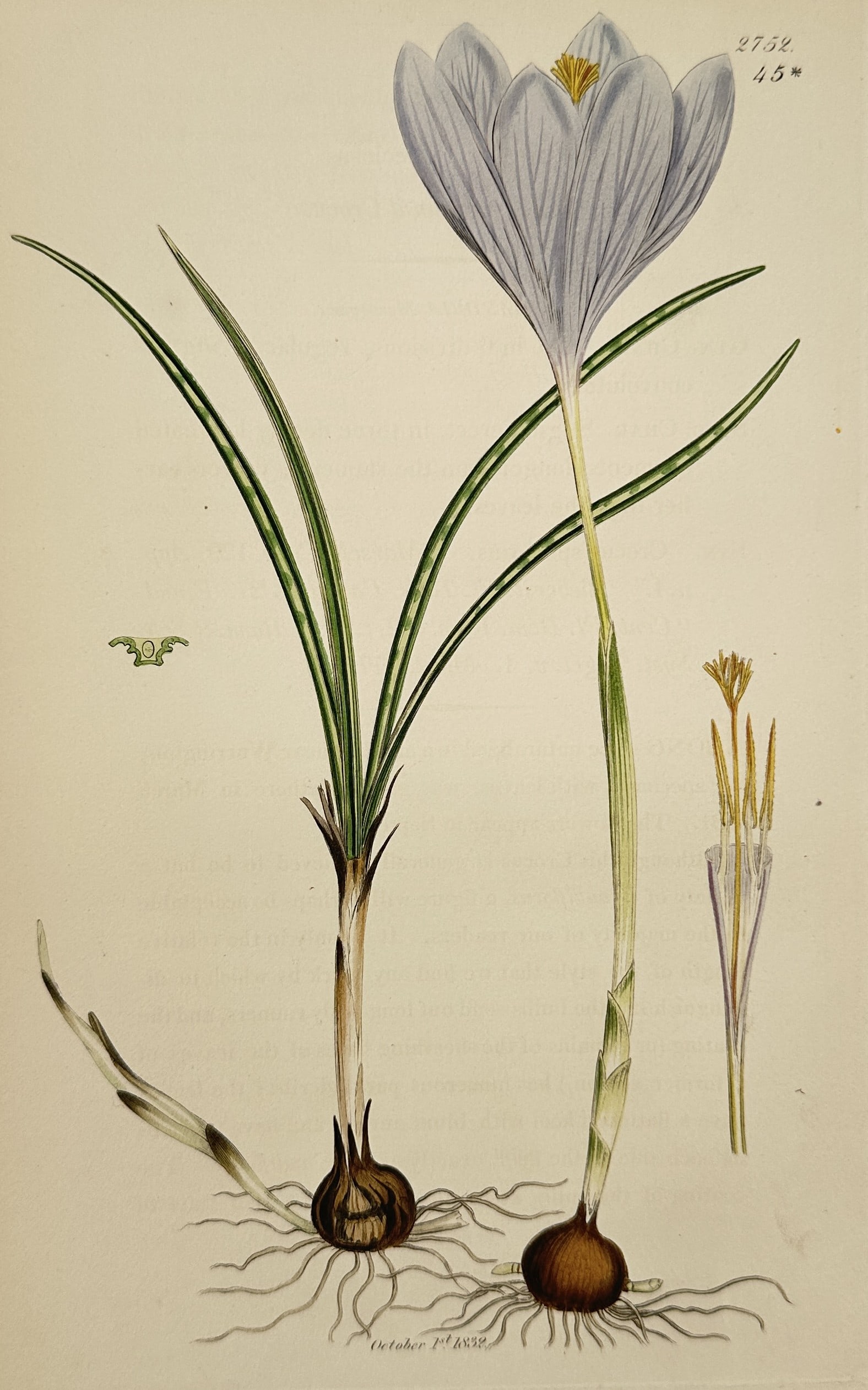 James Sowerby (1757–1822) – Autumnal Crocus from English Botany – Engraving (1790): This print presents a botanical study of a crocus plant, showing two stages of growth with the bulbs and root systems visible. The composition features a single light purple flower with a yellow cente
