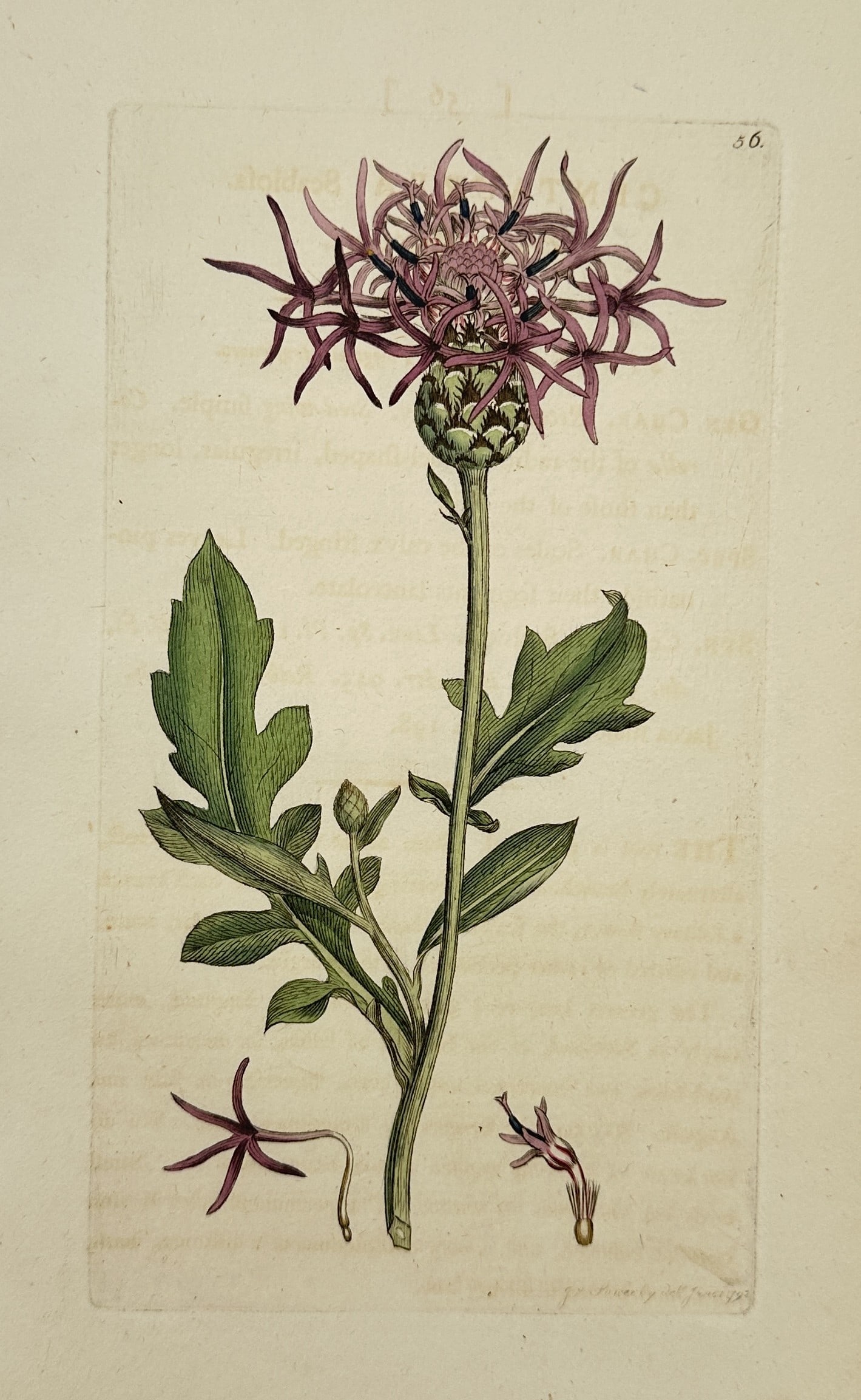 James Sowerby (1757–1822) – Star Thistle from English Botany – Engraving (1790): This print presents a detailed botanical study of a flowering thistle, featuring a slender green stem with serrated leaves and a single prominent purple blossom at the top. The composition includes sm