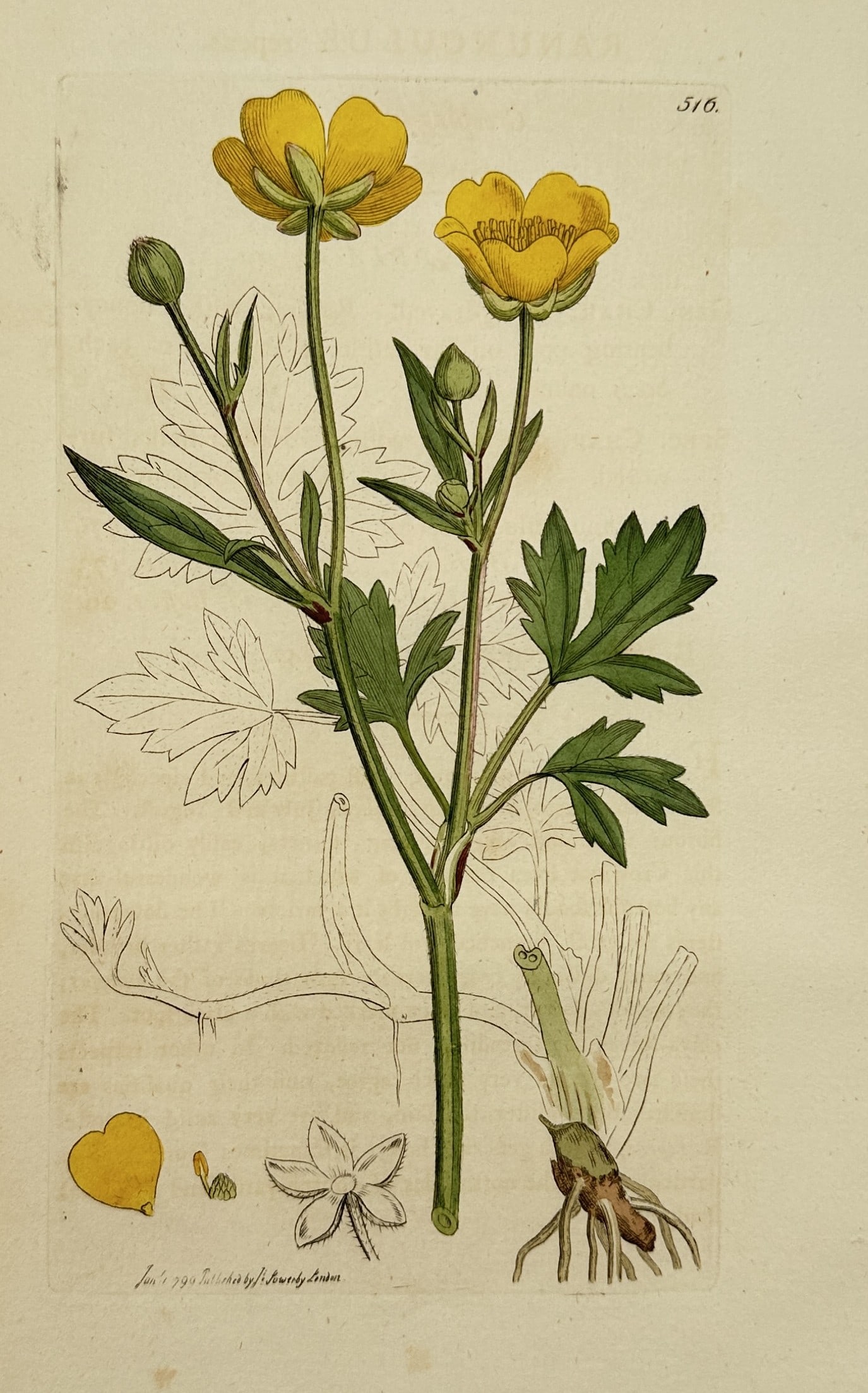 James Sowerby (1757–1822) – Creeping Buttercup from English Botany – Engraving (1799): This print presents a detailed botanical study of the Creeping Buttercup (Ranunculus repens), featuring a central vertical stem with two vibrant yellow blossoms and several developing buds. The compos