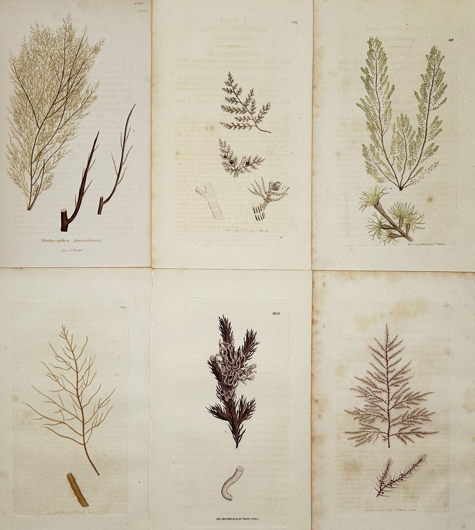 James Sowerby – Set of 6: Botanical Illustrations from English Botany – Engraving (1790–1814) (1 of 2)