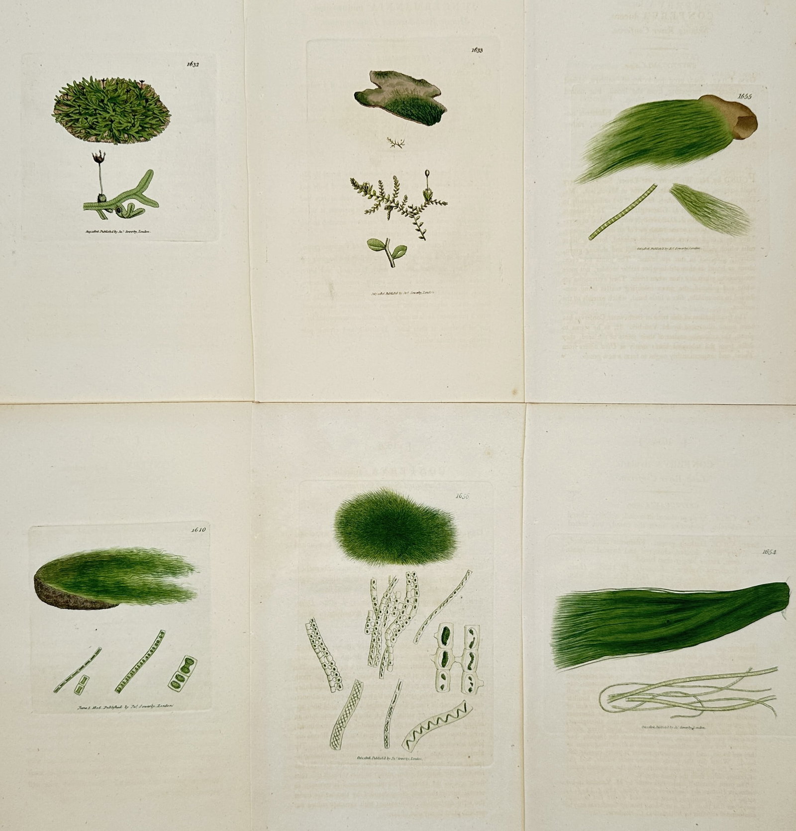 James Sowerby – Set of 6: Green Algae and Moss Specimens from English Botany – Engraving (1 of 2)