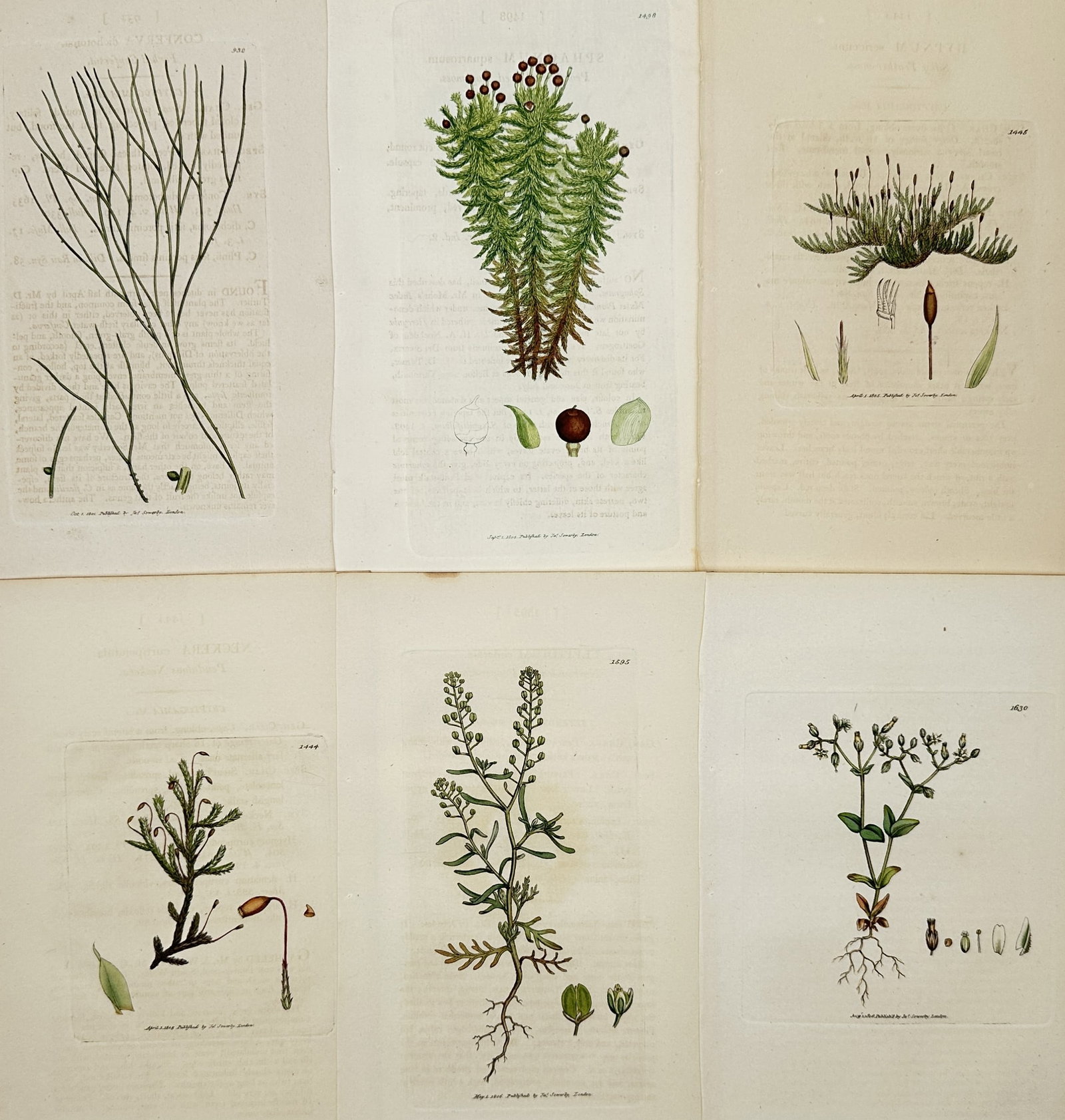 James Sowerby – Set of 6: British Flowering Plants and Mosses from English Botany – Engraving: This set of 6 engraving depicts various British plant species, including upright flowering herbs with roots and seed pods alongside dense mosses with spore capsules. These illustrations were produced 
