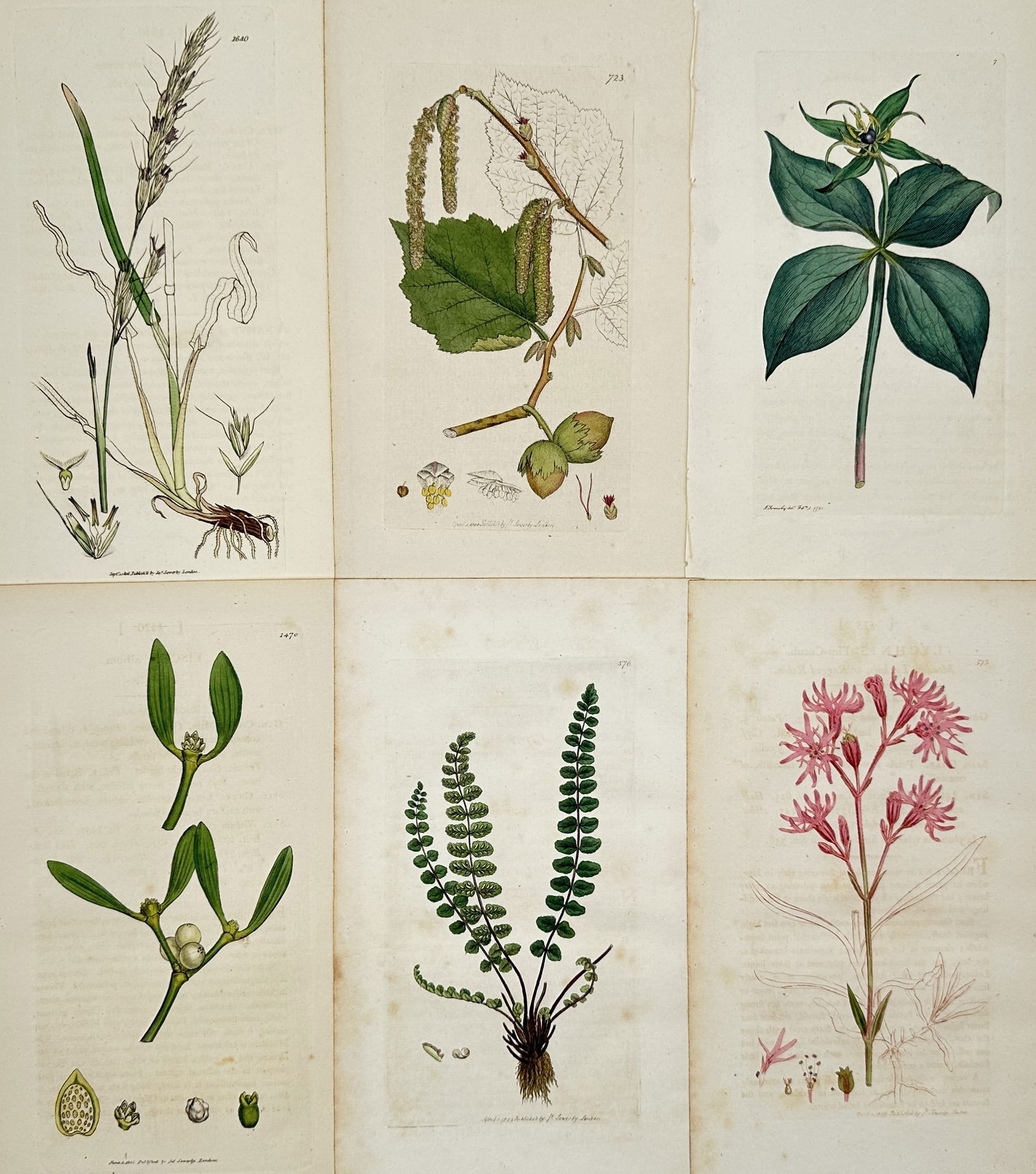 James Sowerby – Set of 6: Deciduous Trees and Flowering Herbs from English Botany – Illustration (1 of 2)