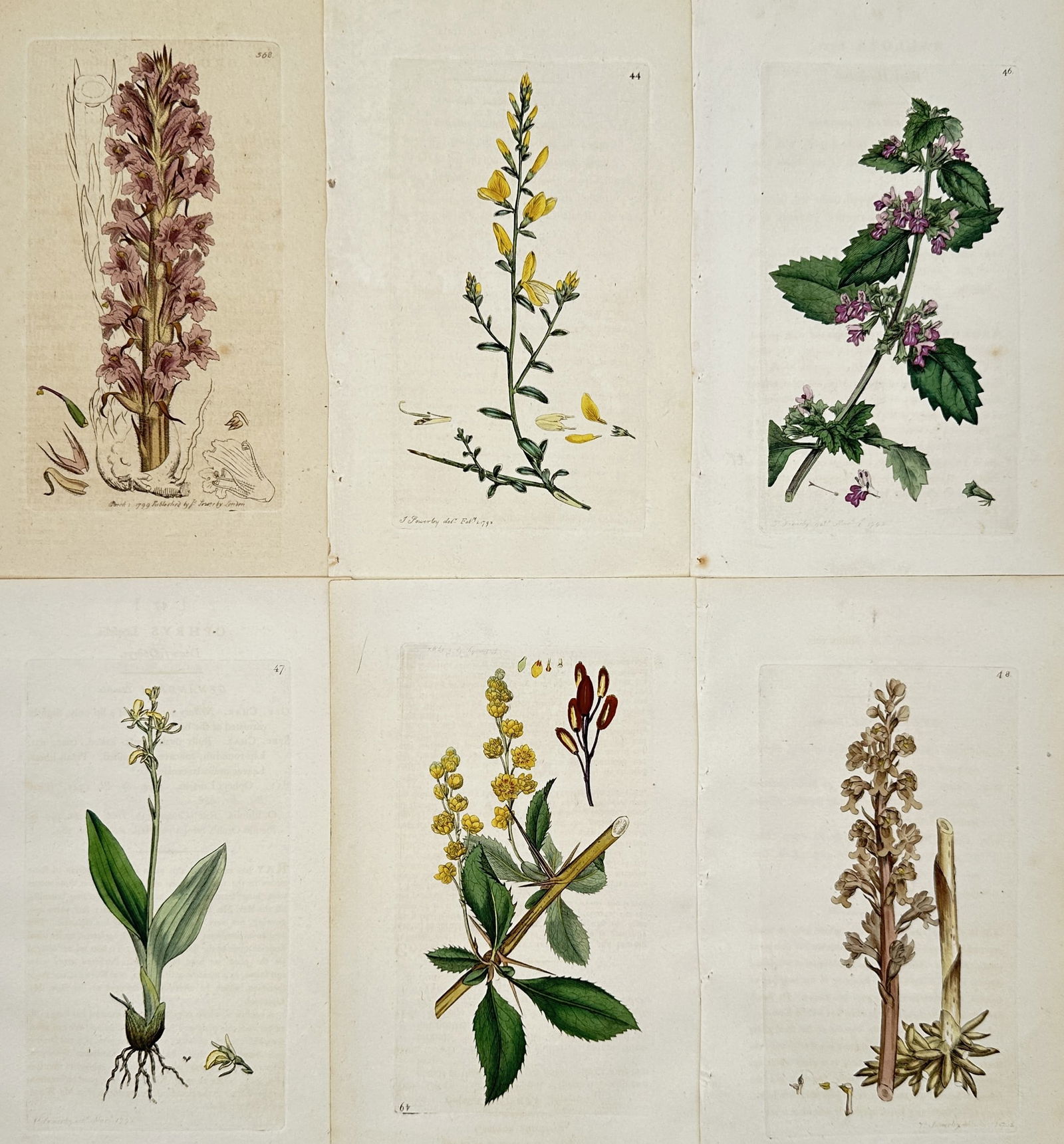 James Sowerby – Set of 6: Wildflowers and Parasitic Plants from English Botany – Engraving (1 of 2)