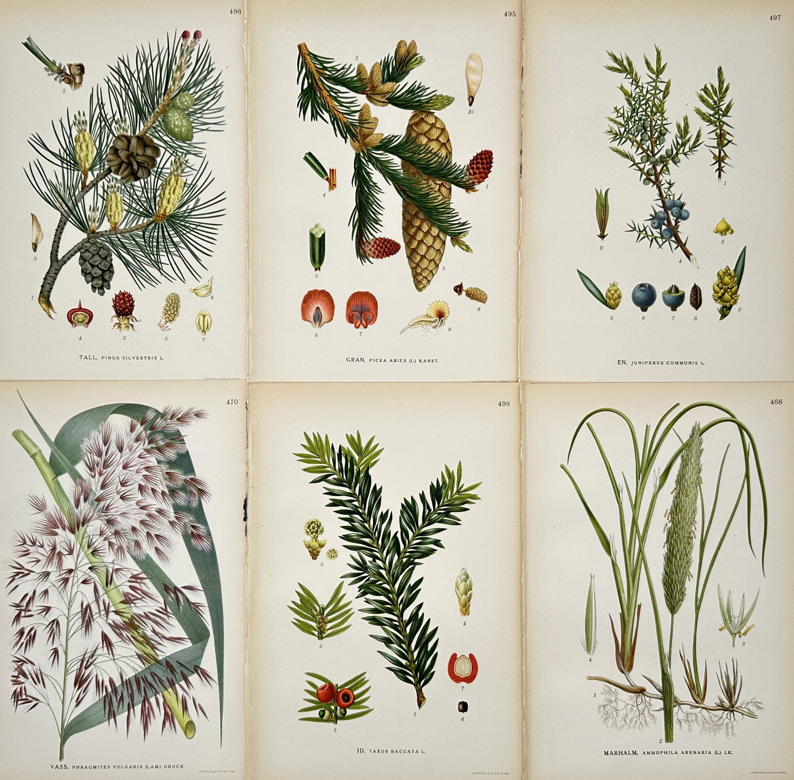 Carl Lindman – Set of 6: Conifers and Coastal Grasses from Nordic Flora – Illustration (1 of 2)