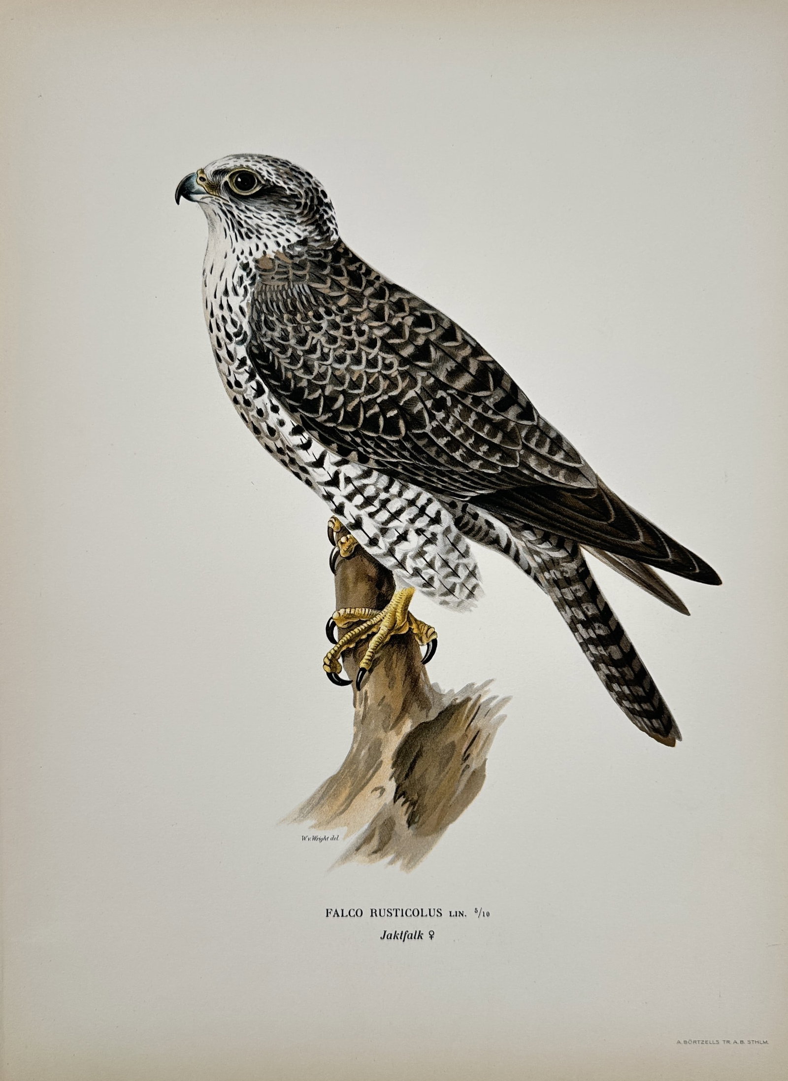 Magnus von Wright (1805–1867) – Gyrfalcon – Chromolithography (1920s): This illustration depicts a female Gyrfalcon perched on a weathered branch, captured in profile. The work highlights the raptor's powerful build and its distinctive plumage, characterized by dense dar