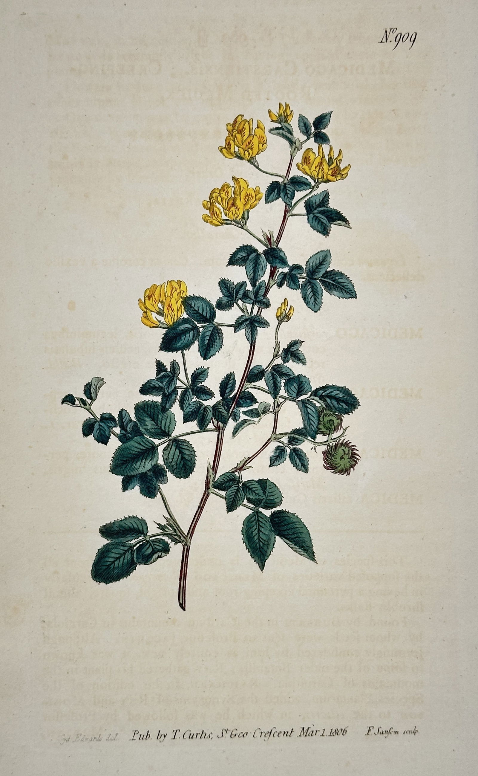 William Curtis – Bulbous Plant Study – Hand-colored engraving (1806) (1 of 2)