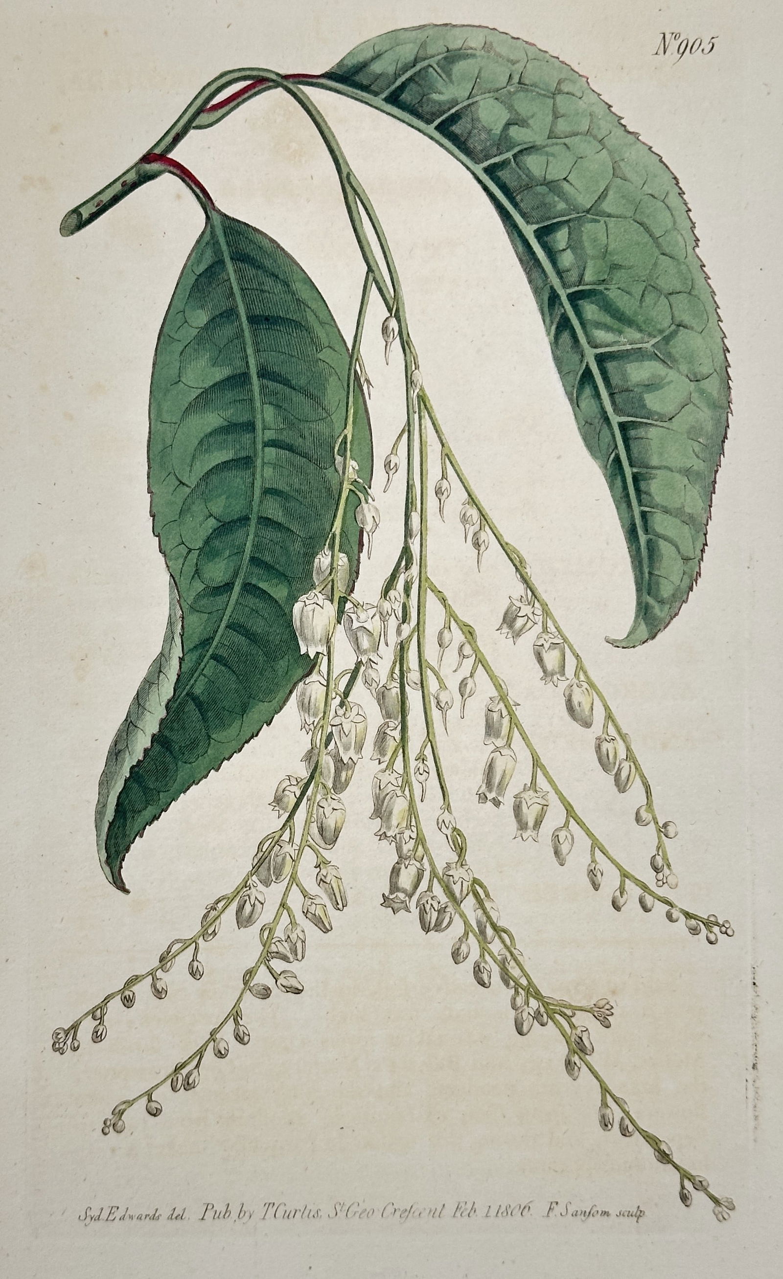 William Curtis – Andromeda Arborea Study of Sorrel Tree – Hand-colored engraving (1806) (1 of 2)