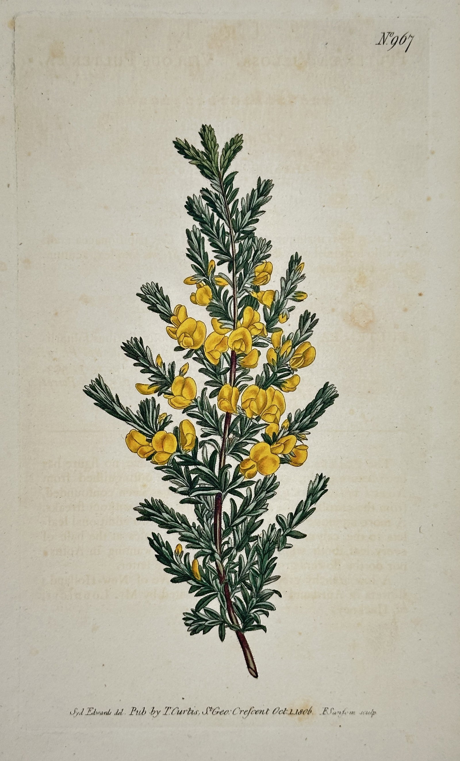 William Curtis – Andromeda Arborea Study (Sorrel Tree) – Hand-colored engraving (1806) (1 of 2)