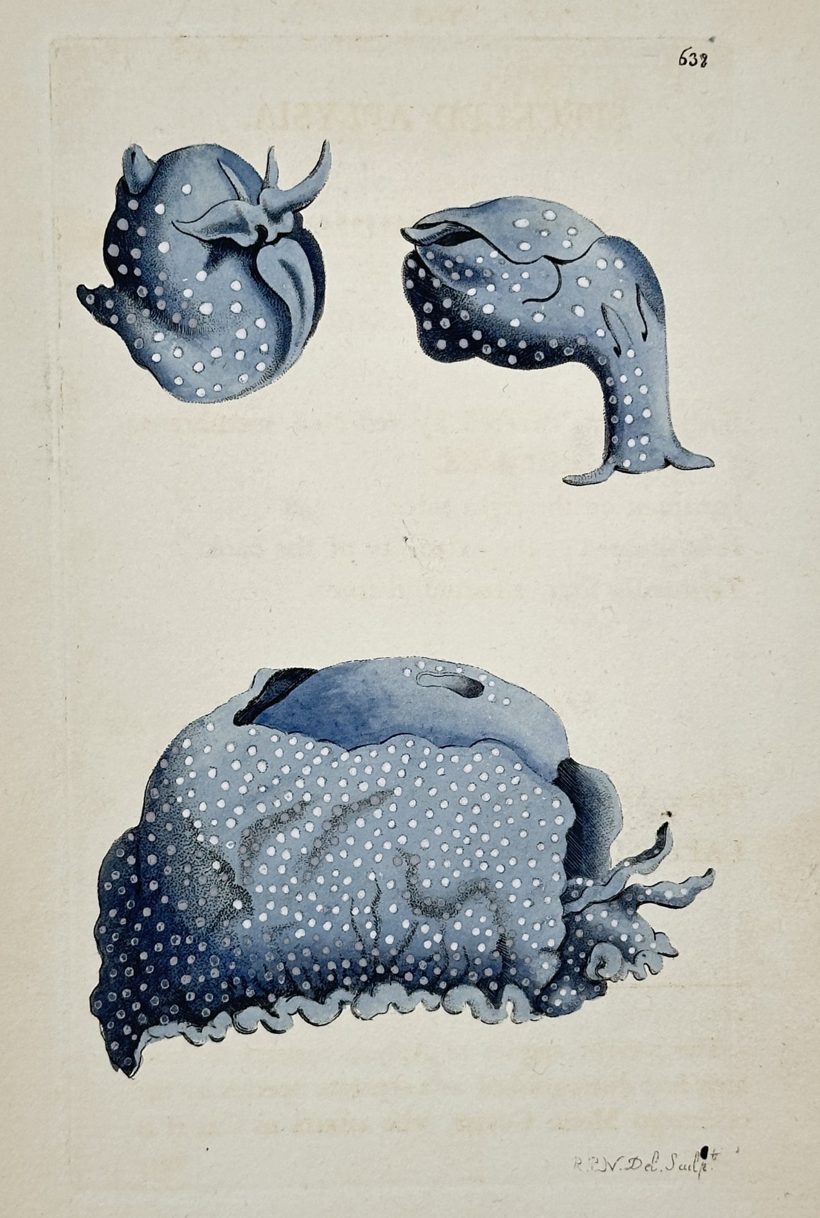 William Curtis – Schizotoma Ventricosa Study – Hand-colored engraving (1806) (1 of 2)