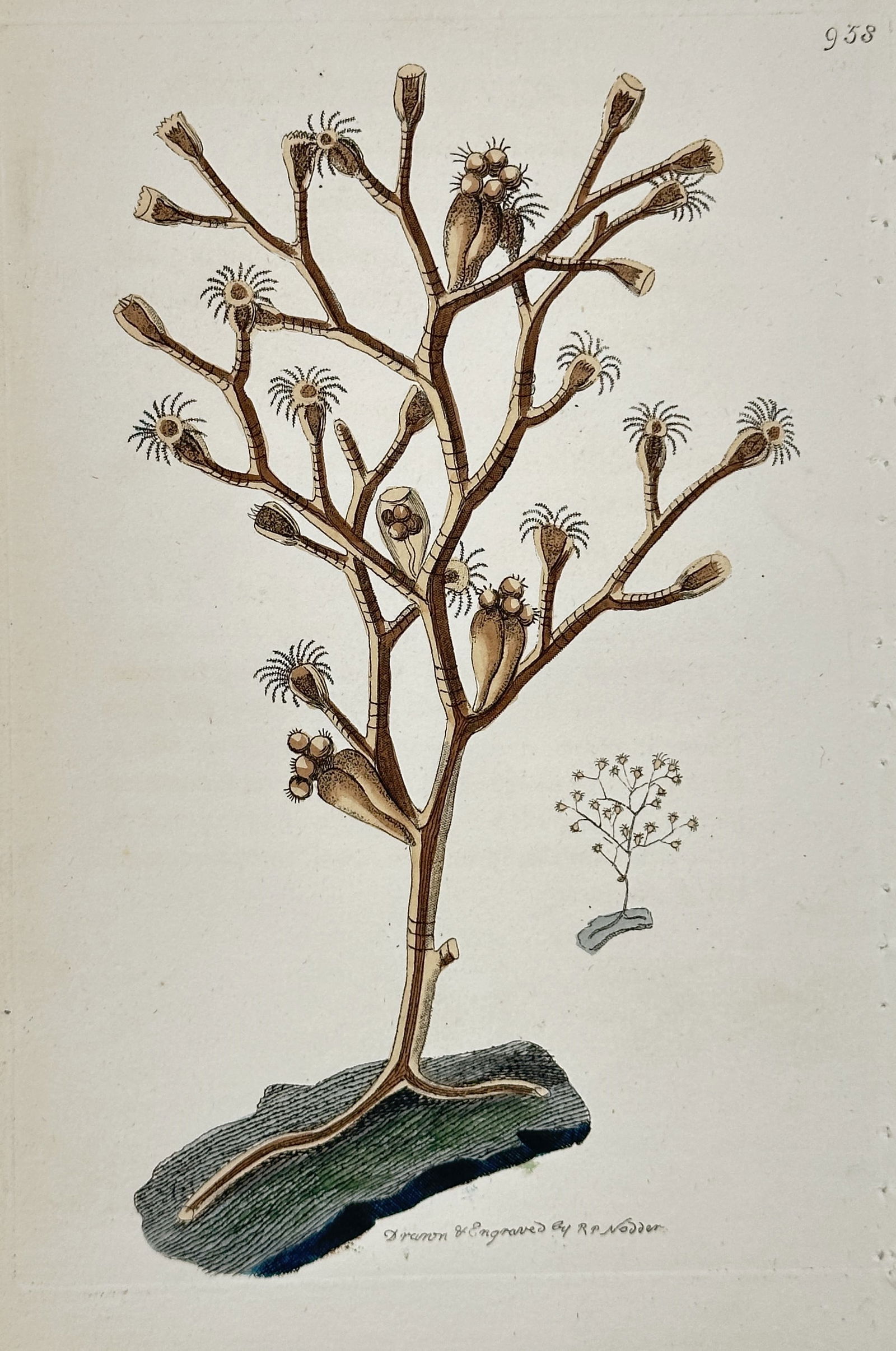 Frederick Polydore Nodder – Study of Coralline or Marine Polyp (Plate 938) – Hand-colored (1 of 2)