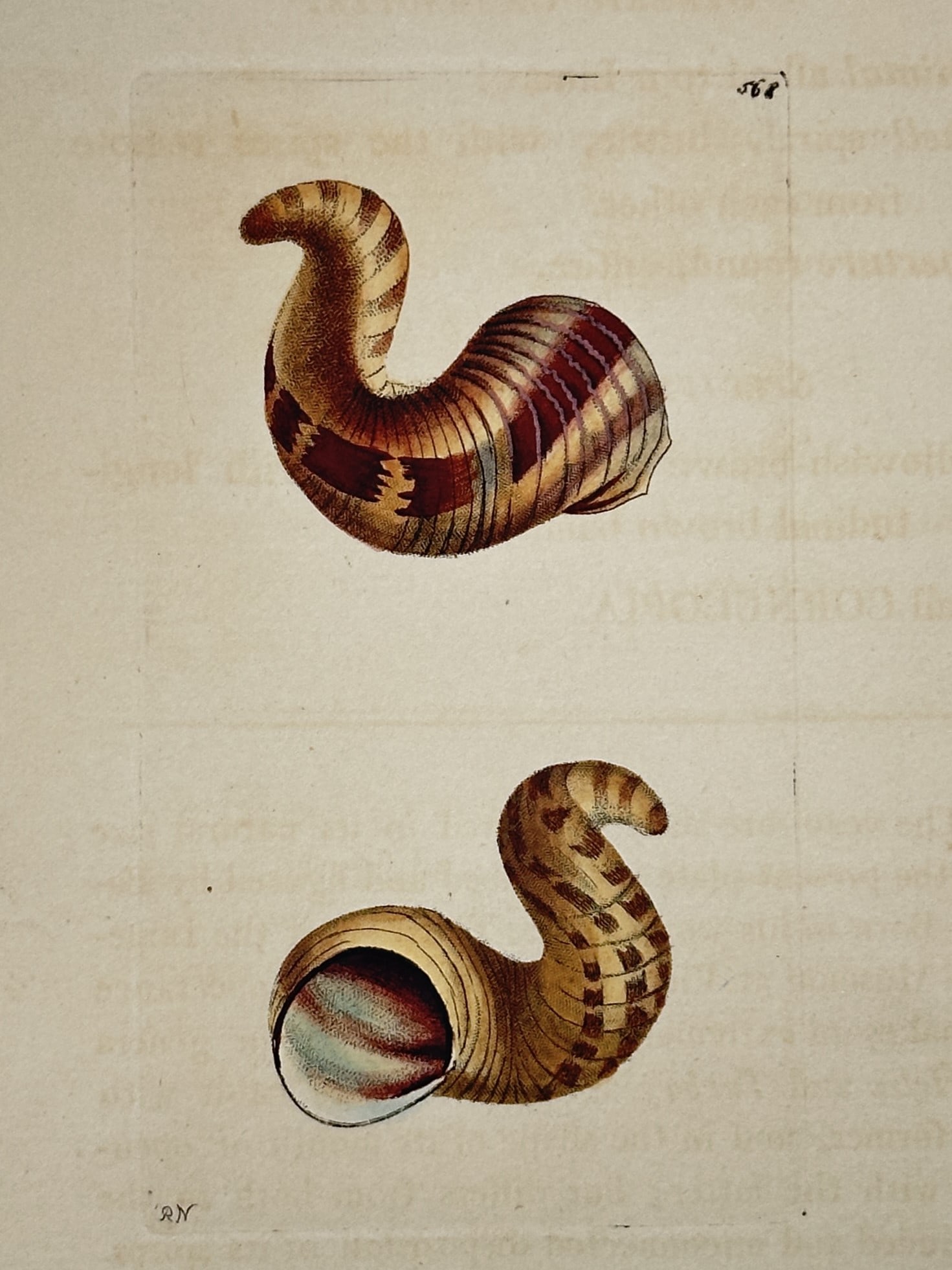 Frederick Polydore Nodder – Study of the Helicostoa Cornucopia Shell – Hand-colored engraving (1 of 2)