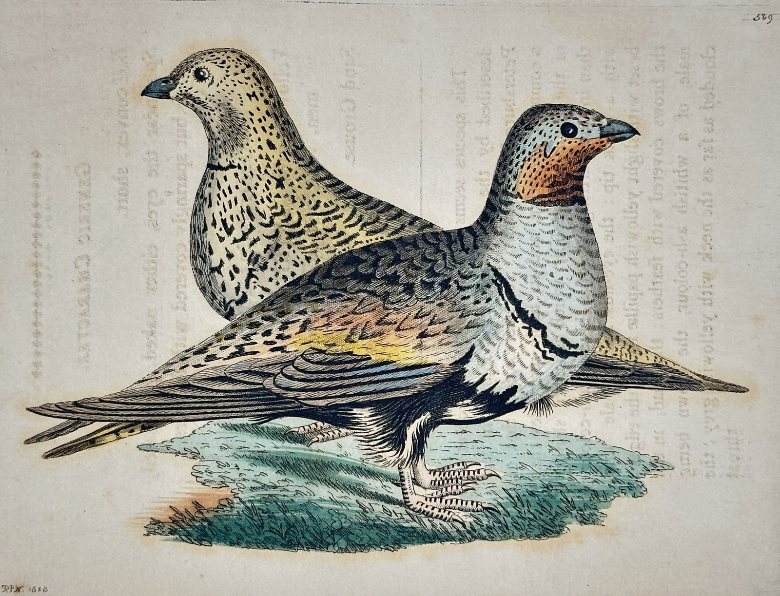 Frederick Polydore Nodder – Study of the Sand Grous (Pallas's Sandgrouse) – Hand-colored (1 of 2)