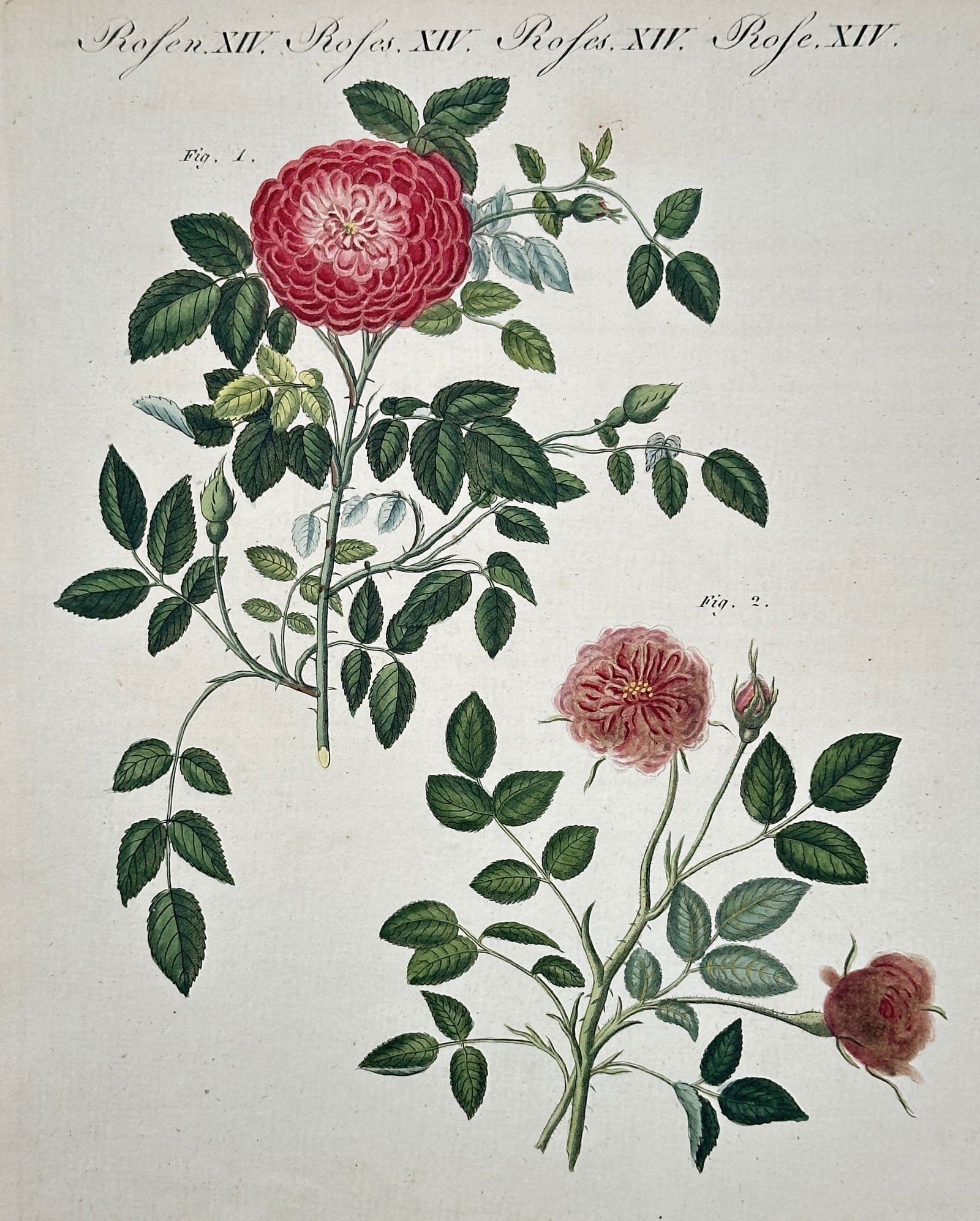 Friedrich Justin Bertuch – Study of Rose Varieties – Hand-colored engraving (c. 1790–1830) (1 of 2)