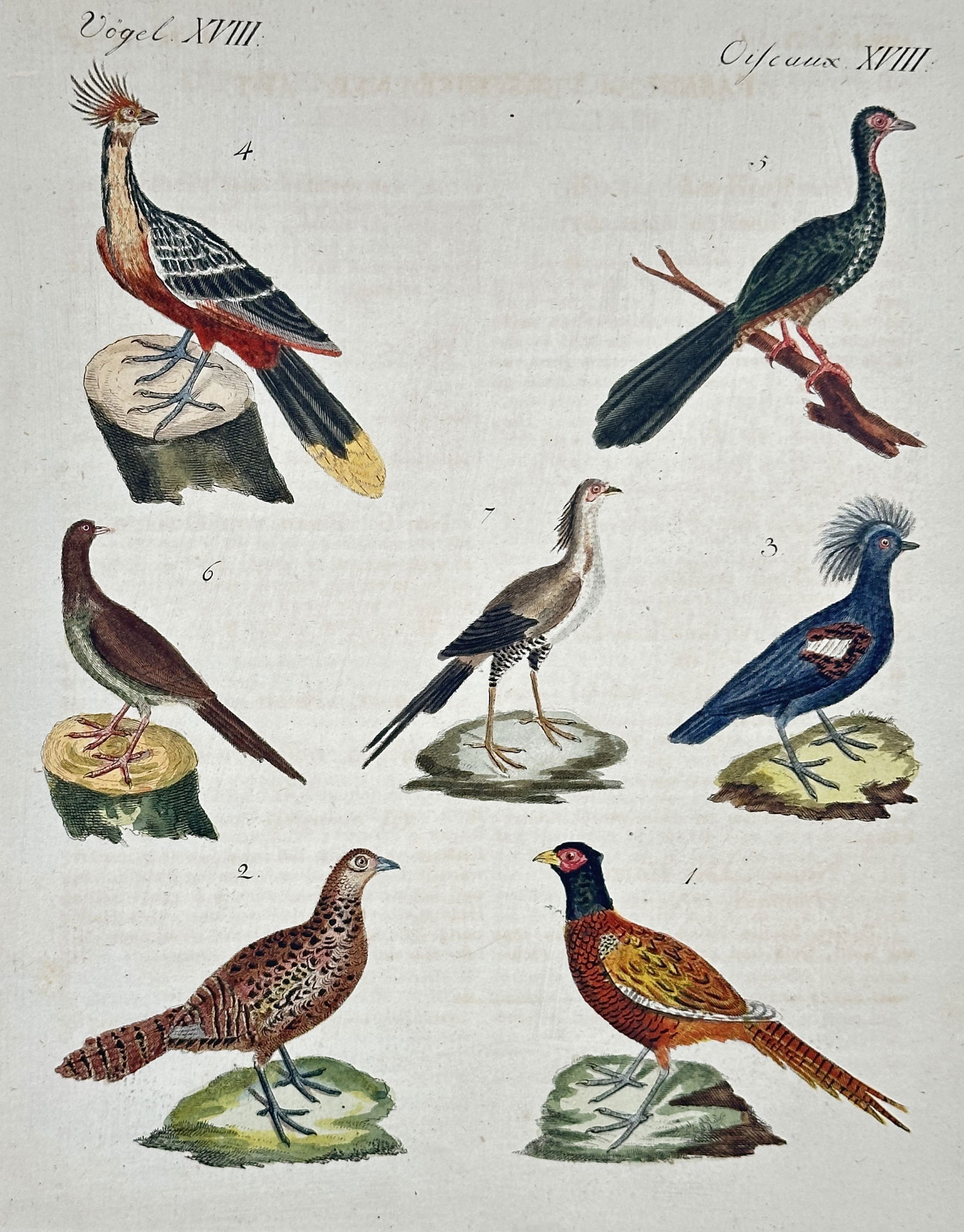 Friedrich Justin Bertuch – Study of Game Birds and Exotic Fowl – Hand-colored engraving (1 of 2)