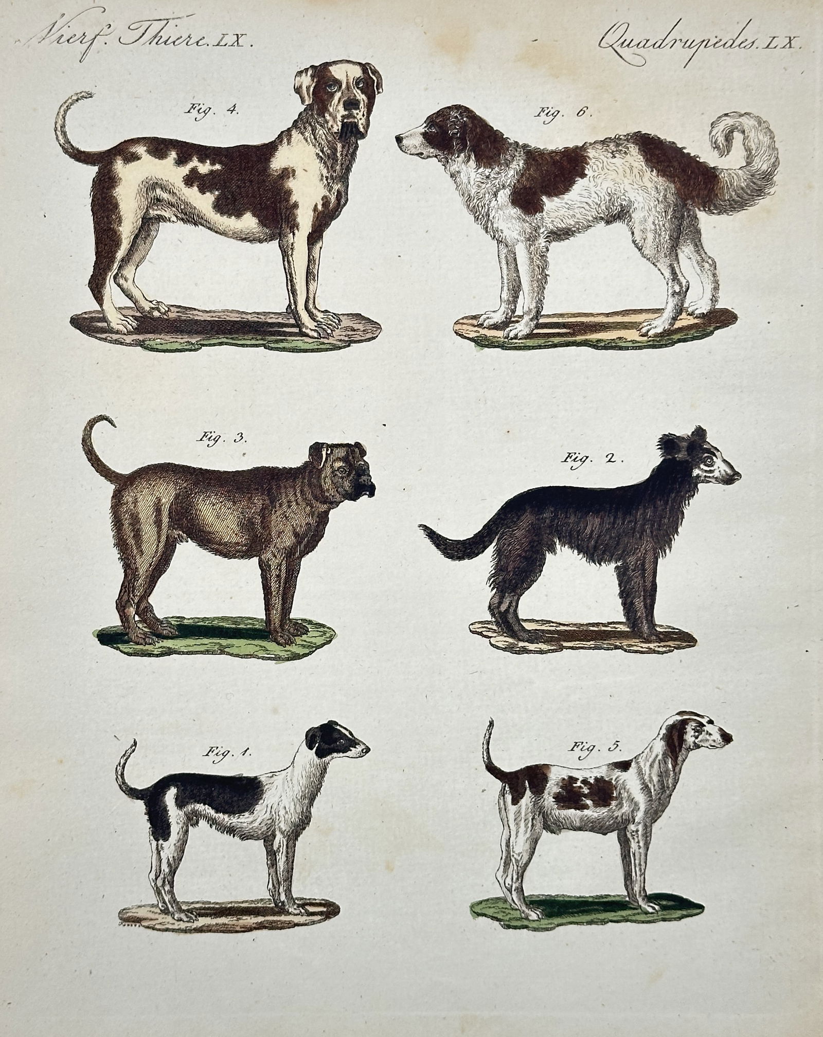 Friedrich Justin Bertuch – Study of Domestic Dog Breeds – Hand-colored engraving (1 of 2)