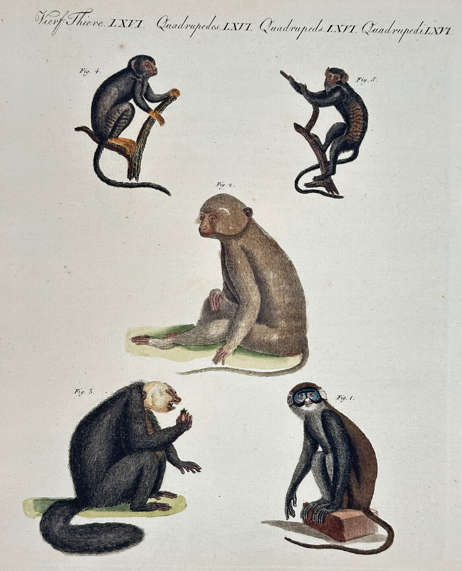 Friedrich Justin Bertuch – Study of Primate Species – Hand-colored engraving (c. 1790–1830) (1 of 2)