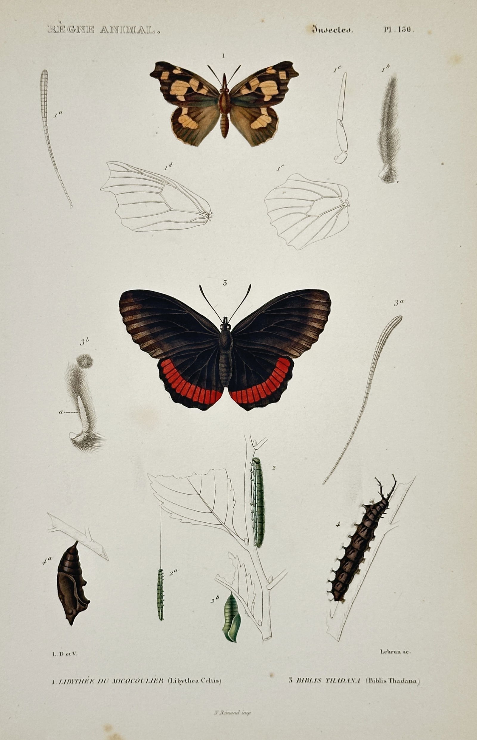 Georges Cuvier – Study of Nettle-tree Butterflies and Biblis Butterflies – Hand-colored (1 of 2)