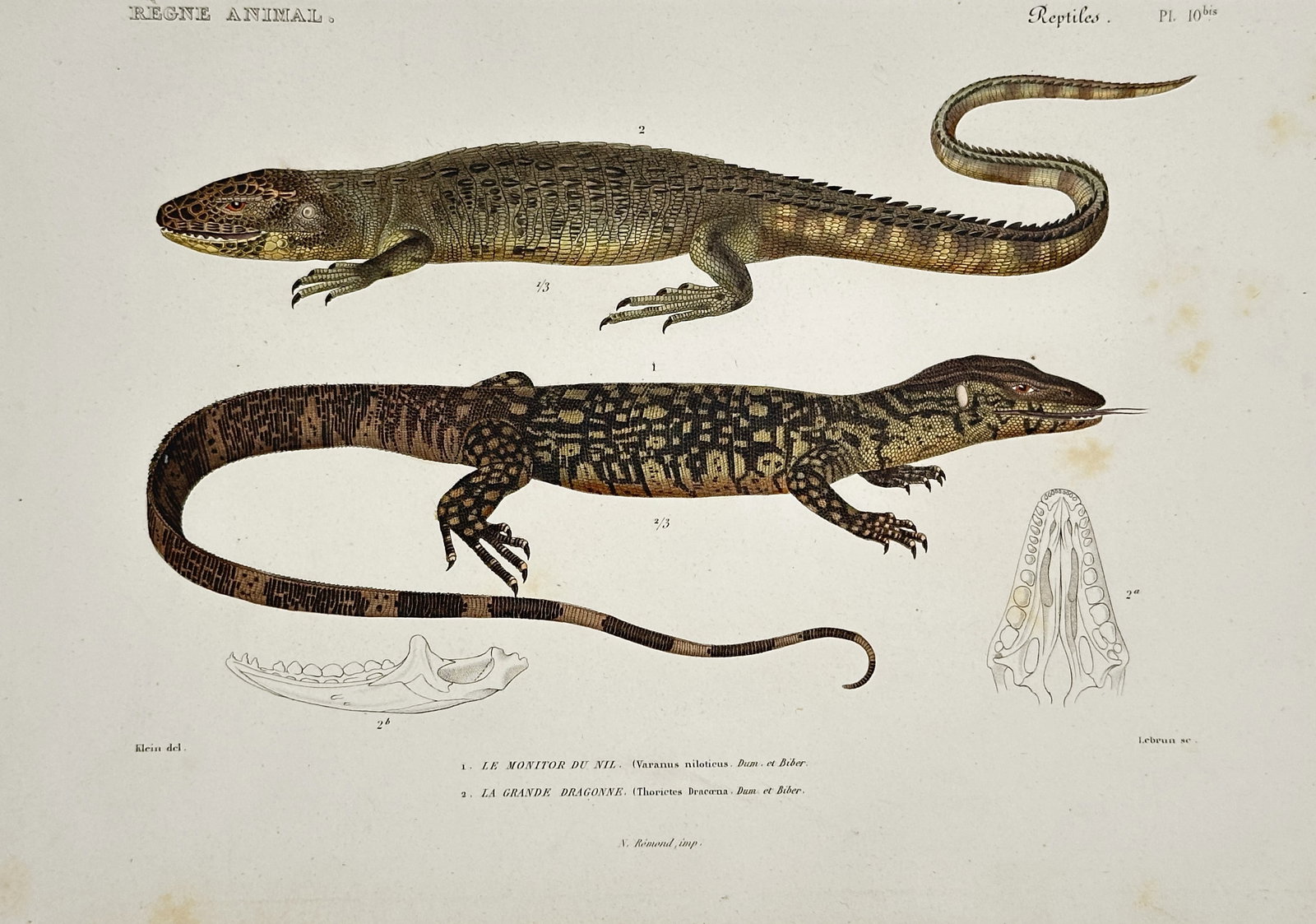 Georges Cuvier – Study of the Nile Monitor and Northern Caiman Lizard – Hand-colored engraving: This hand-colored engraving provides a meticulous herpetological study of two large reptile species along with skeletal anatomical views.The plate includes two detailed anatomical drawings at the bott