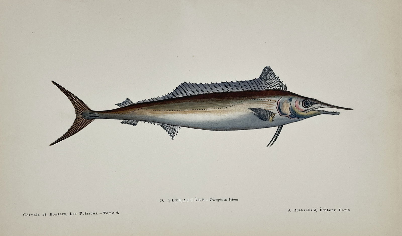 Jules Rothschild – Mediterranean Spearfish – Chromolithograph (1877): This finely detailed chromolithograph depicts a Mediterranean Spearfish (Tetrapturus belone), labeled here as "Tétraptère — Tetrapturus belone." The fish is shown in profile, highlighting its char