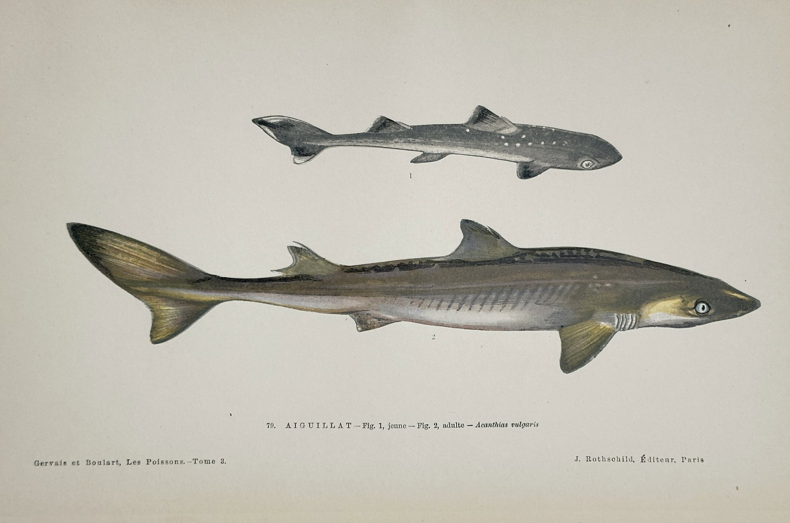 Jules Rothschild – Picked Dogfish (Aiguillat) – Chromolithograph (1877): This finely detailed chromolithograph depicts the Picked Dogfish (Spiny Dogfish), identified in the plate as "Aiguillat — Acanthias vulgaris." The illustration shows two specimens in profile: a juve