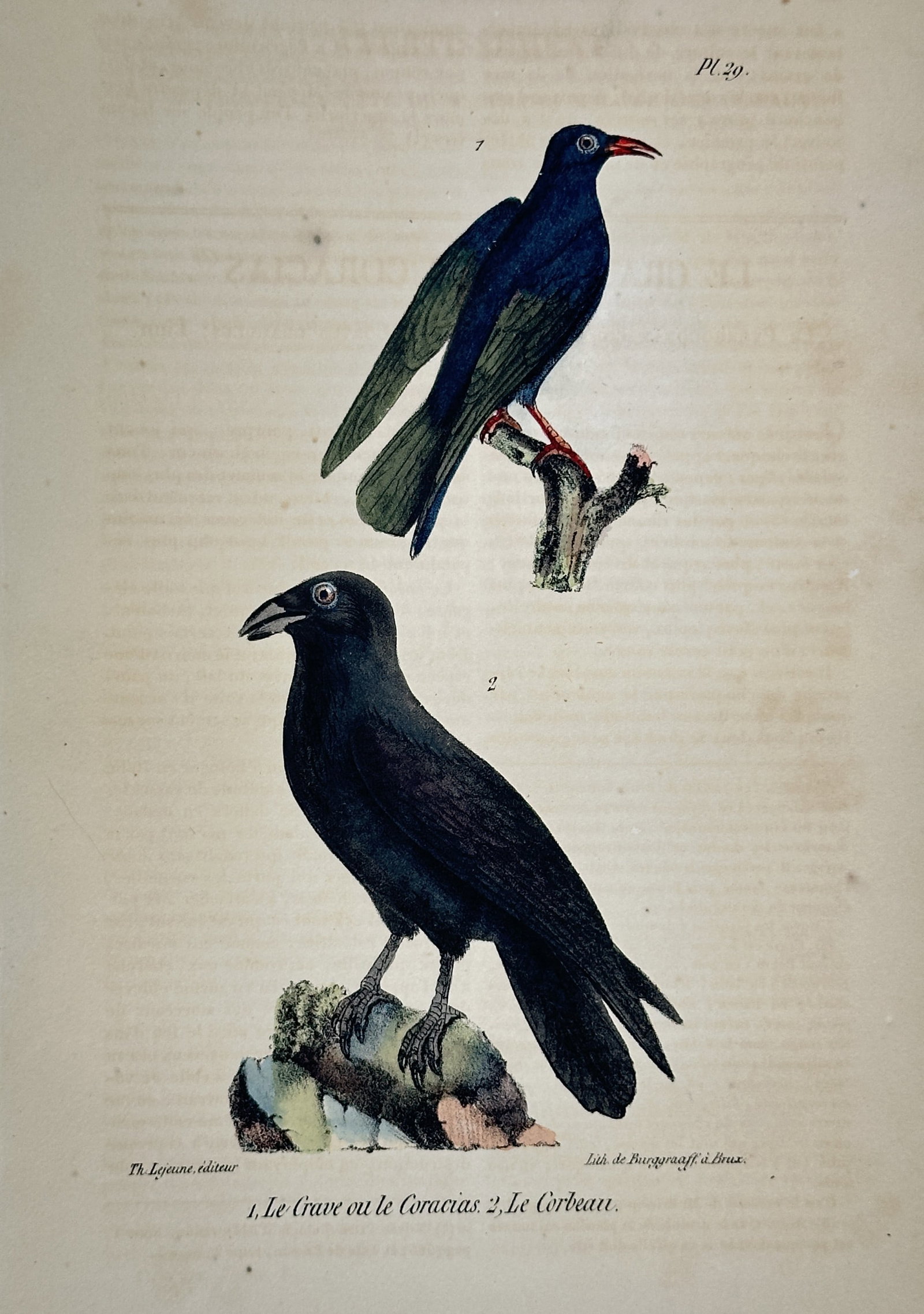 Georges-Louis Leclerc, Comte de Buffon – Red-billed Chough and Common Raven: This antique natural history print features two large corvids. This plate was published in Brussels by Th. Lejeune and lithographed by Burggraaff for a 19th-century edition of Buffon’s monumental wo