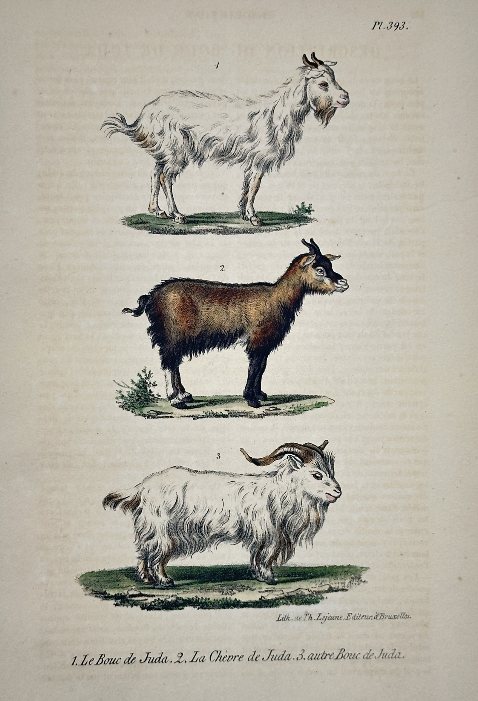 Georges-Louis Leclerc, Comte de Buffon – The Juda He-Goat and Juda She-Goat: This hand-colored lithograph illustrates three distinct variations of the Juda goat, showing a white he-goat, a brown she-goat, and a second he-goat with prominent curved horns. The plate focuses on t