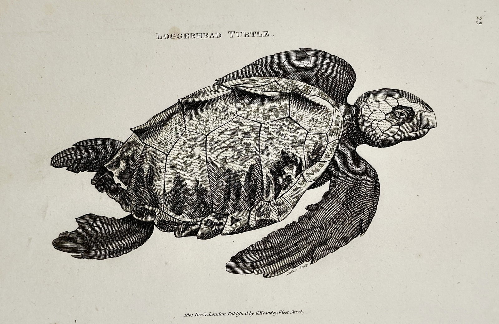George Shaw (1751–1813) – Loggerhead Turtle – Engraving (1801) (1 of 2)