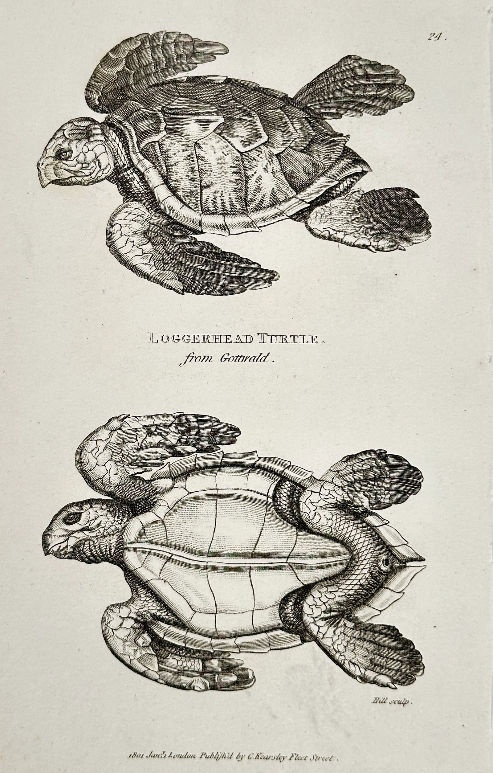 George Shaw (1751–1813) – Loggerhead Turtle from Gottwald – Engraving (1801): This engraving presents two detailed views of the Loggerhead Turtle, including a dorsal perspective and a ventral study showing the structure of the plastron and the underside of the flippers. The ill