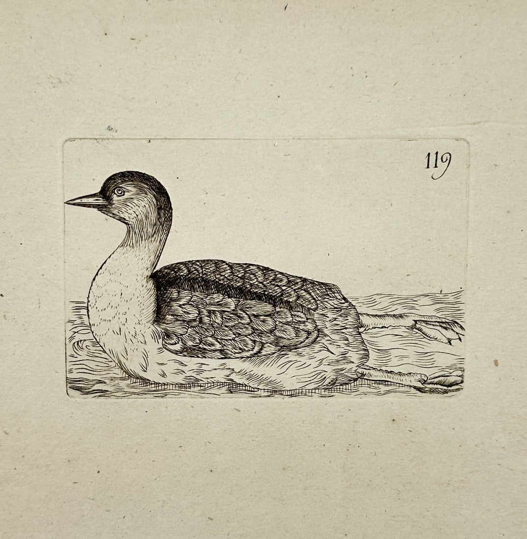 Unknown Artist – Waterfowl Floating on a River – Etching (Late 18th Century): This etching features a detailed study of a waterfowl, a grebe or diver, depicted in profile as it floats upon a lightly rendered body of water. The work utilizes delicate line work and cross-hatching