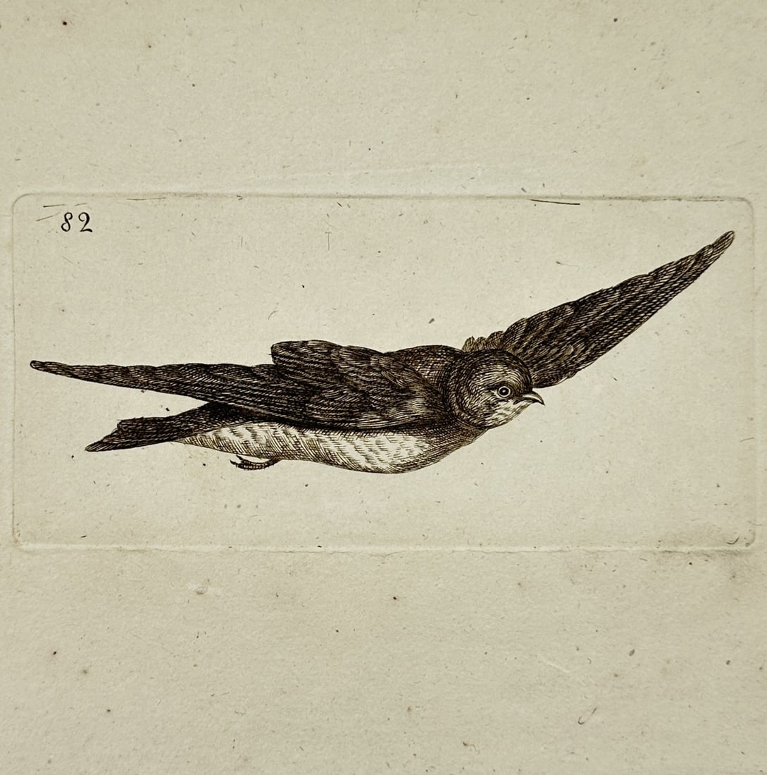 Unknown Artist – Songbird in Flight – Etching (Late 18th Century) (1 of 2)