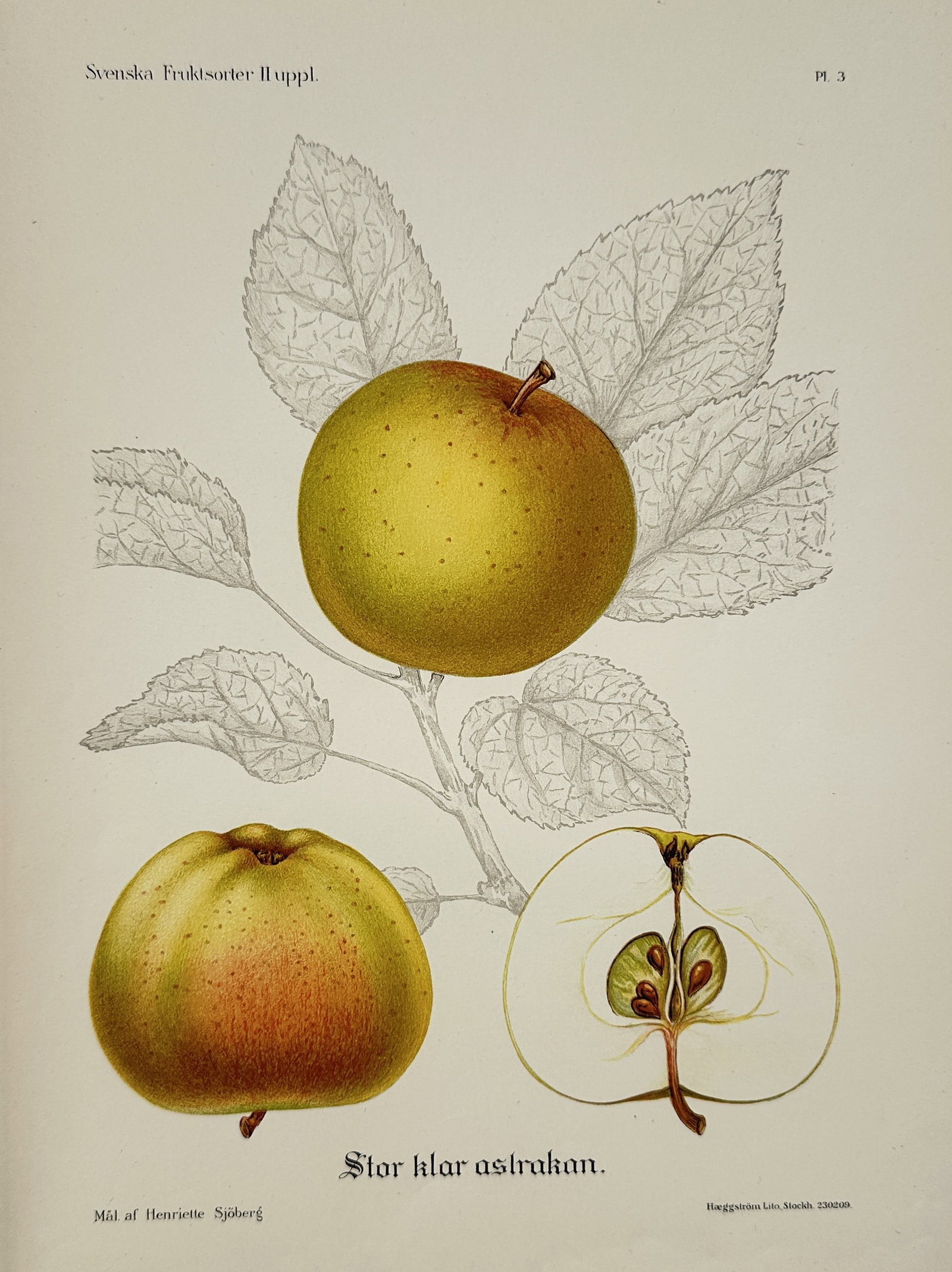Henriette Sjöberg – Botanical Illustration of Stor Klar Astrakan Apple – Chromolithograph (1 of 2)