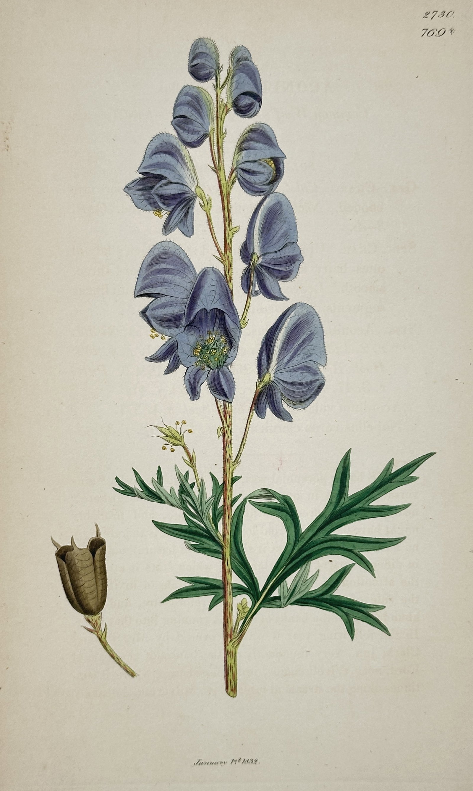 James Sowerby (1757–1822) – Monkshood from English Botany – engraving (1839): This botanical illustration depicts the Aconitum napellus, commonly known as Monkshood or Wolfsbane, featuring a tall spike of distinctive deep blue-purple hooded flowers and deeply lobed green leaves