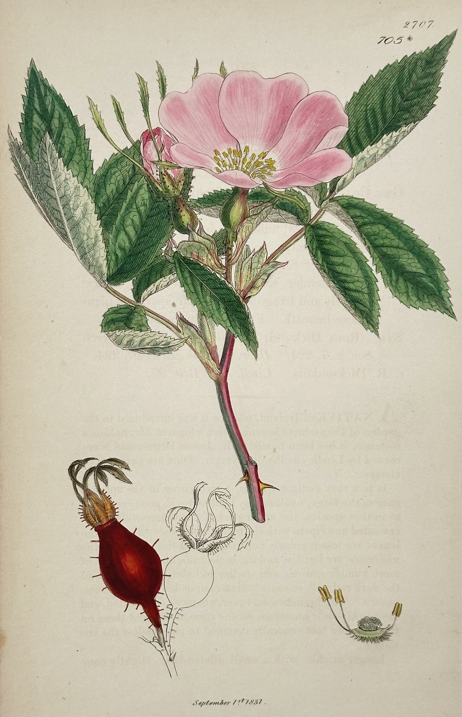 James Sowerby (1757–1822) – Rose from English Botany – engraving (1837): This botanical illustration depicts a species of wild rose, likely Rosa rubiginosa or a similar variety, featuring a prominent pink blossom with a yellow center and serrated green leaves. The composit