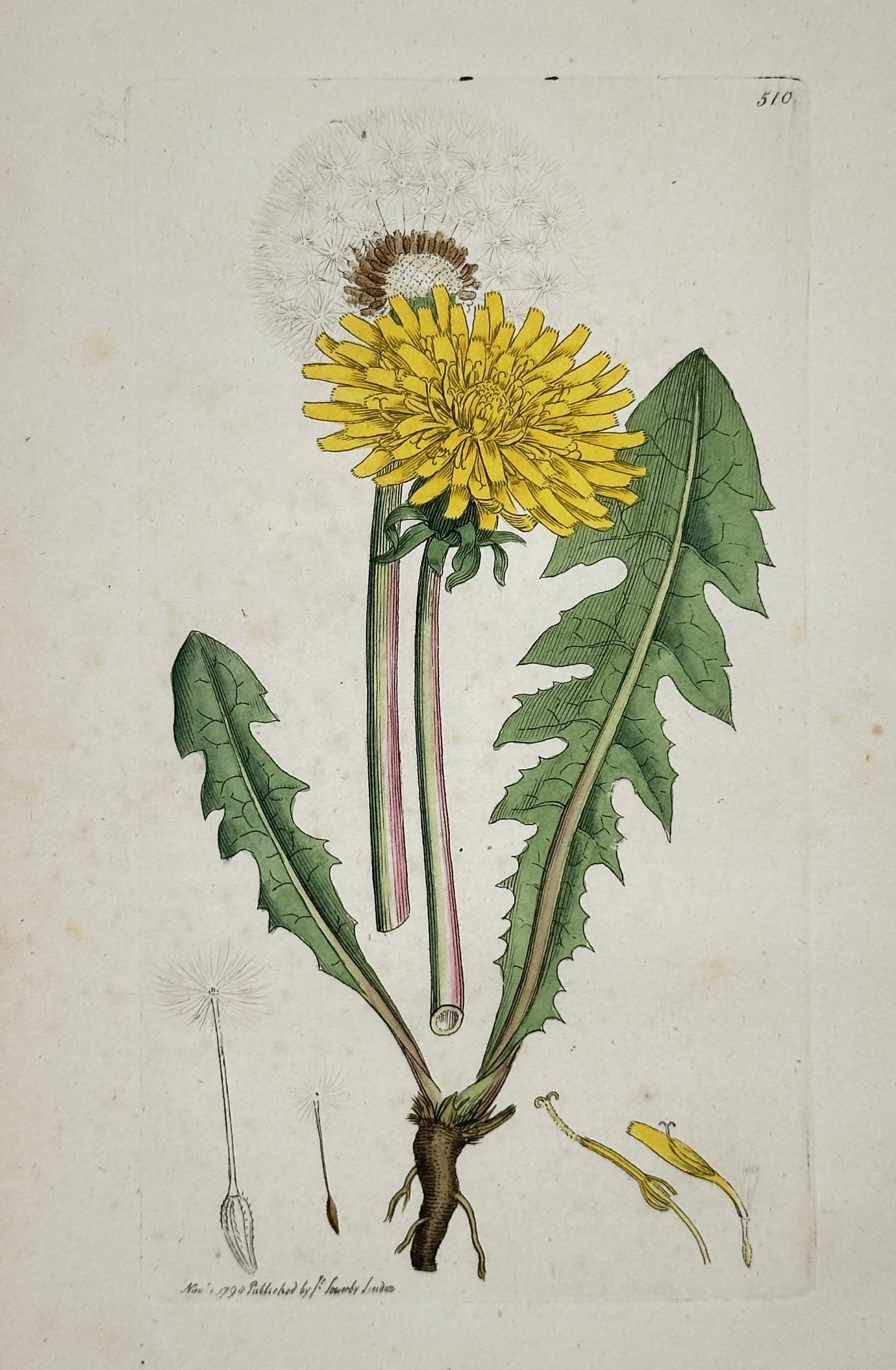 James Sowerby (1757–1822) – Dandelion from English Botany – Engraving (1790): This engraving depicts a dandelion plant in various stages of growth, showing the yellow flower head, the seed head, and the root system. The illustration is part of the comprehensive botanical series