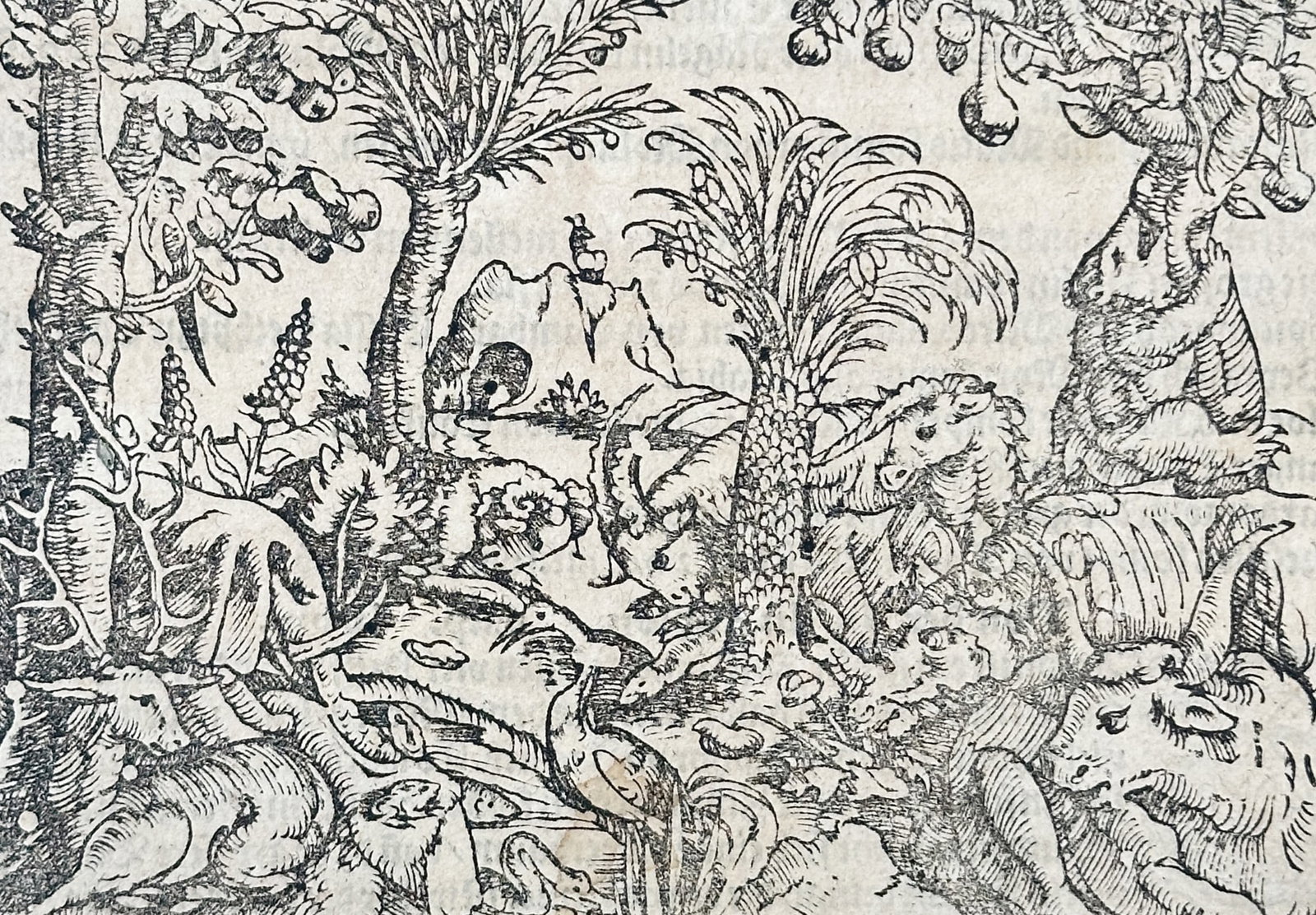 Sebastian Munster (1488–1552) – Flora and Fauna of Calicut from Cosmographia – illustration (1 of 3)