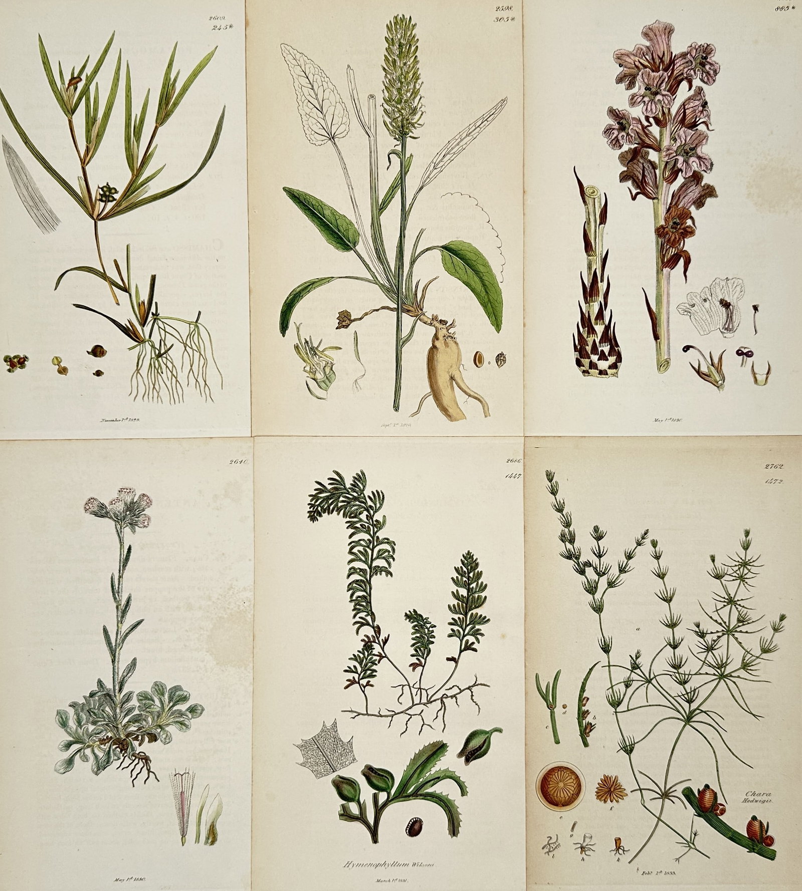 James Sowerby – Set of 6: Flowering Herbs and Aquatic Plants from English Botany – Engraving: This set of 6 engraving depicts a variety of British botanical specimens, including slender flowering herbs, robust root systems, and aquatic species such as water milfoil. These illustrations were pr