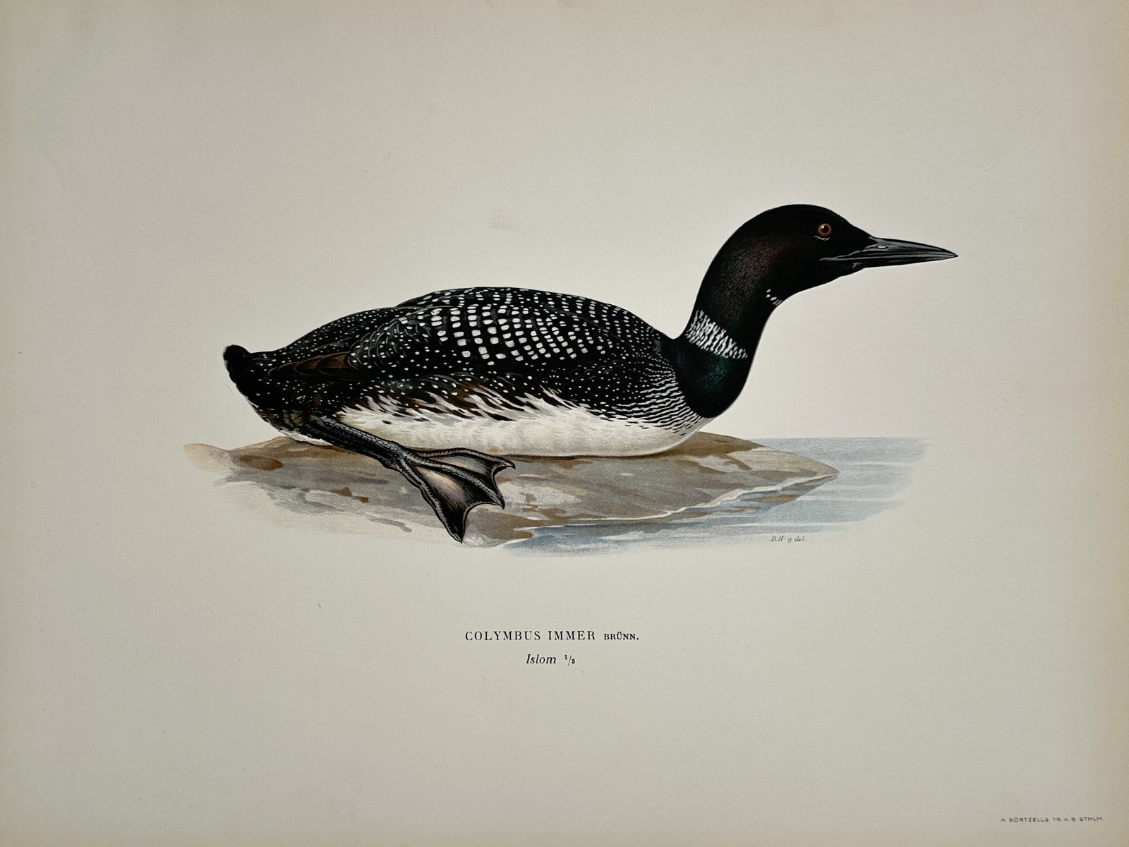 Magnus von Wright – Common Loon – Chromolithography (1920s) (1 of 2)