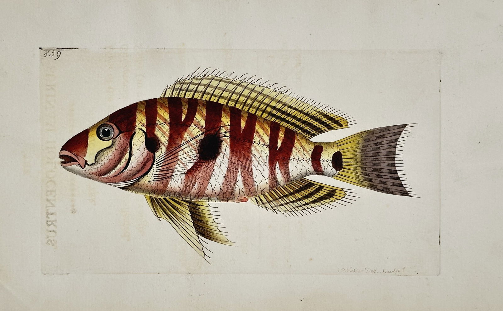 Richard Polydore Nodder (Active 1790–1830s) - Red-Banded Tropical Fish (1 of 2)