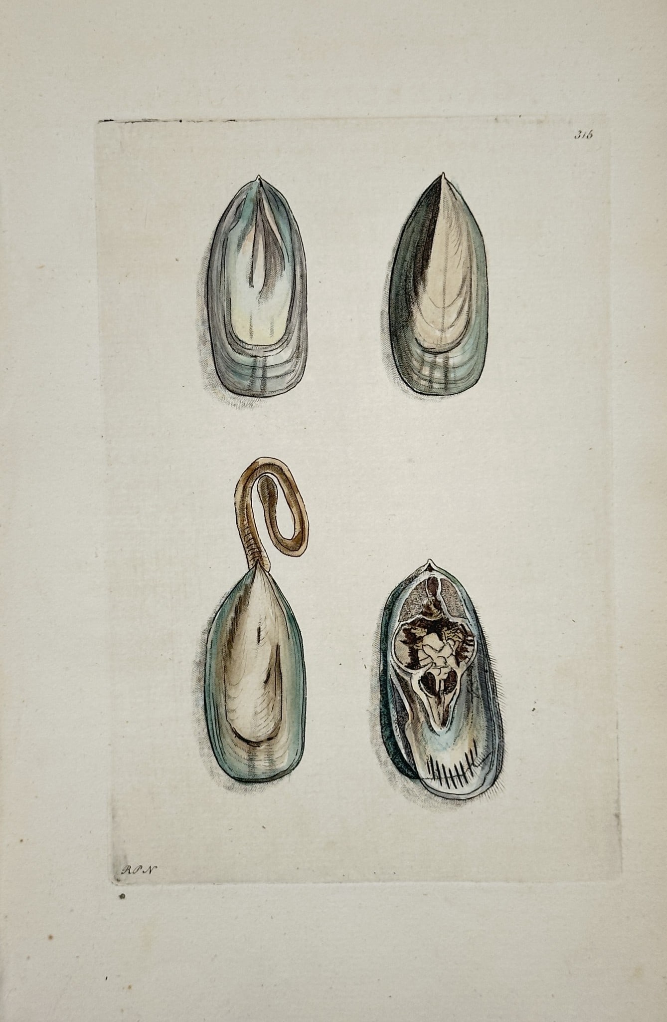 Richard Polydore Nodder (Active 1790–1830s) - Views of a Marine Mussel: This hand-colored engraving depicts four separate views of a marine bivalve mollusk. The views include the exterior of the shell from different angles, one with an exaggerated byssus or foot, and a fi