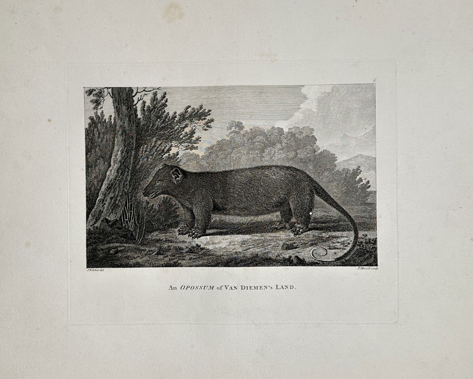 John Webber (1751–1793) – An Opossum of Van Diemen's Land (Tasmania) – Engraving (1 of 2)