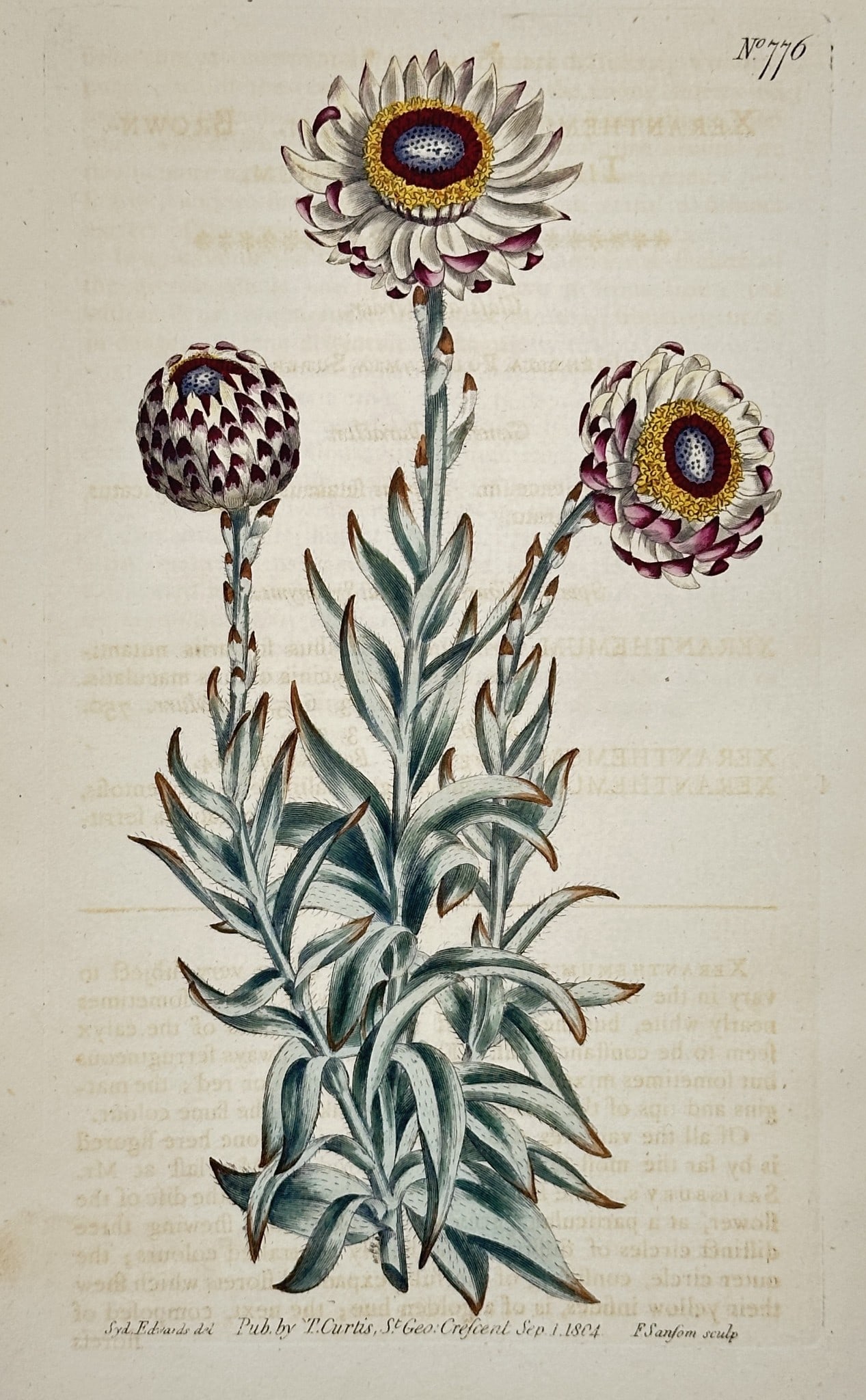 William Curtis (1746–1799) - Botanical Illustration Xeranthemum genus - Hand-col (1 of 2)