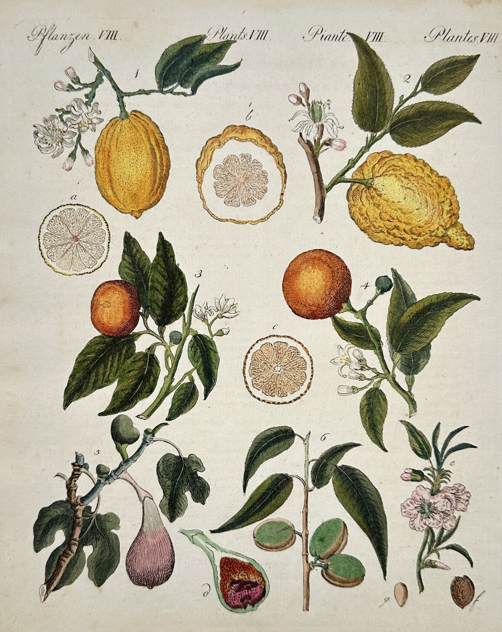 Friedrich Johann Justin Bertuch (1747–1822) - Citrus and Figs - Hand-colored (1 of 2)